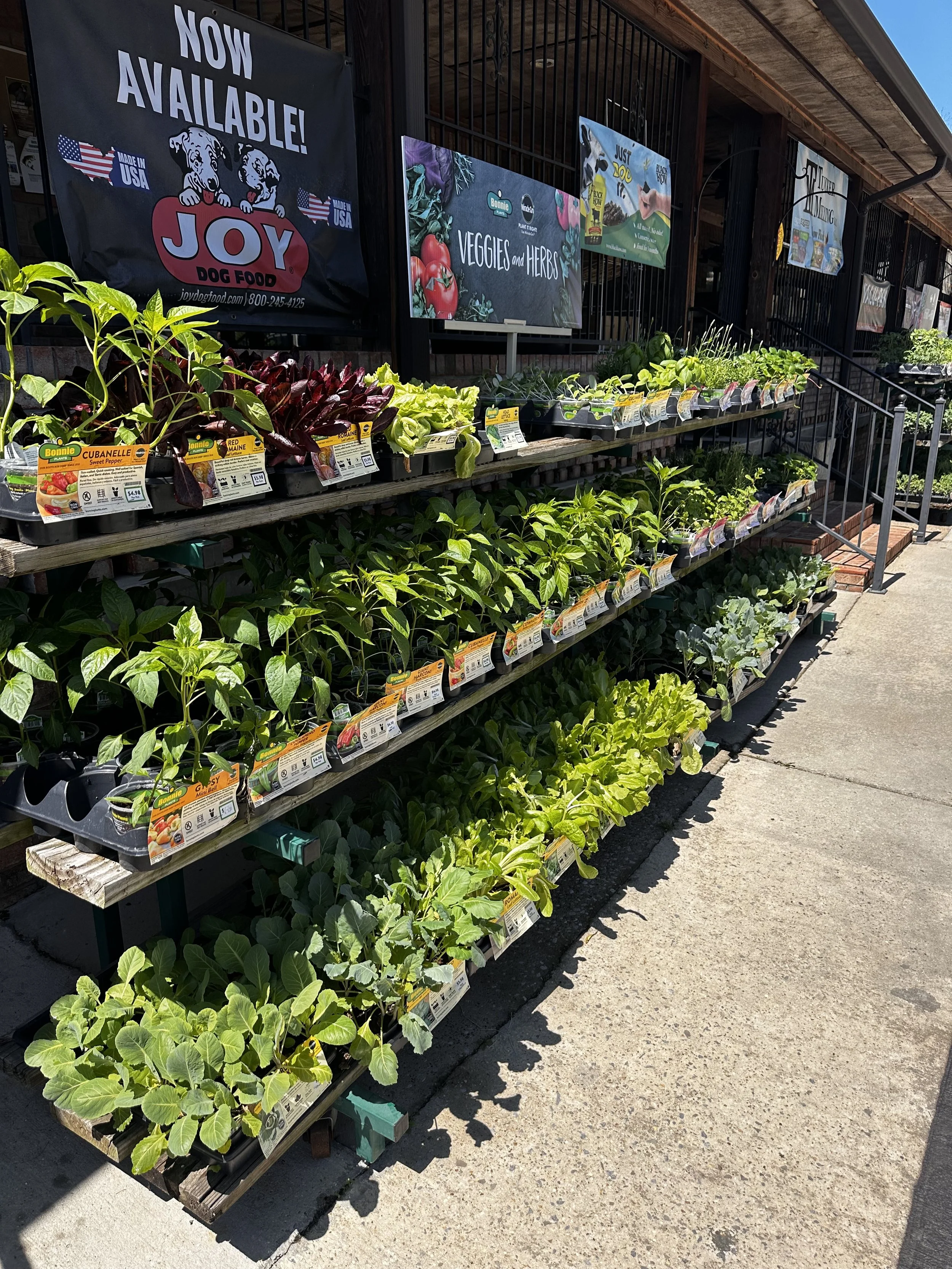 Outdoor display of potted vegetables and herbs on wooden shelves at a garden store, with signs for pet food and veggie items in the background.
