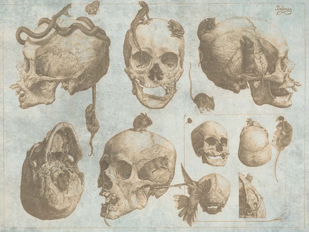 64 low-res-fix-anatomy-study-fused-jaw-copy-orig_orig.jpg