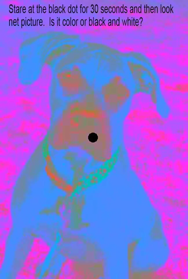 9 COLOR_COOKIE_P z1 cookie copy 2.jpg