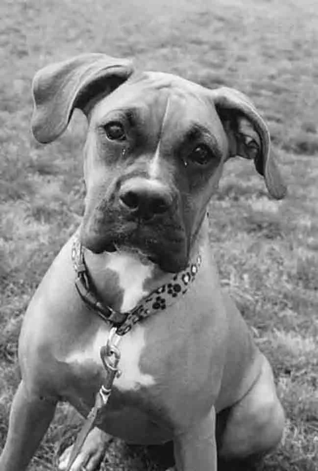 10 COLOR_COOKIE_P z2 cookie copy 3.jpg