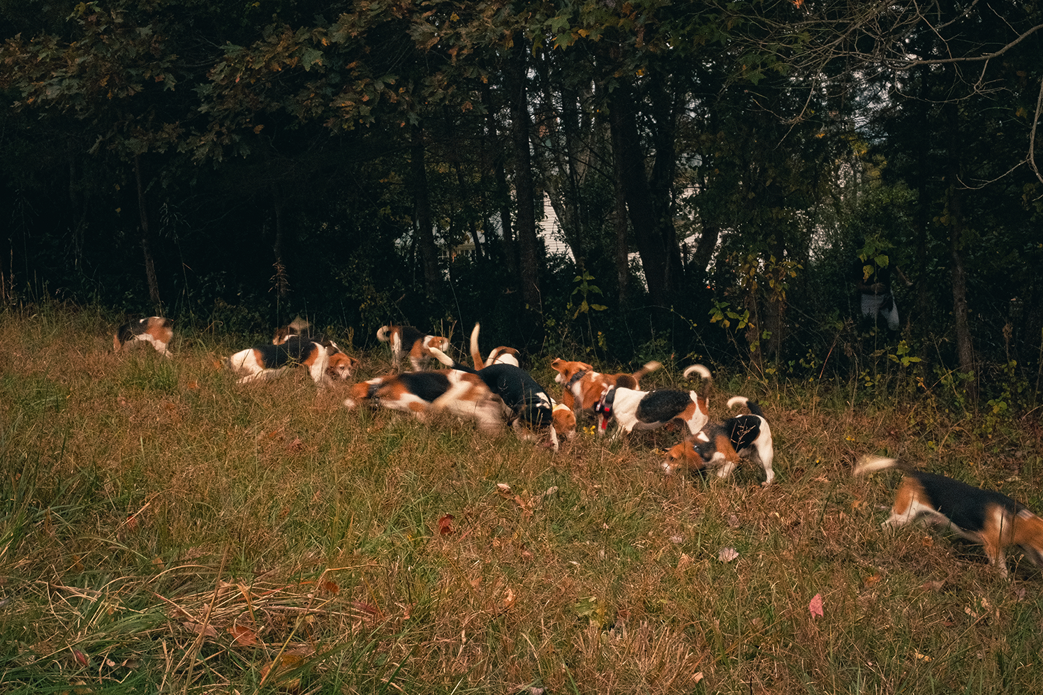 Beagling-site-4.png