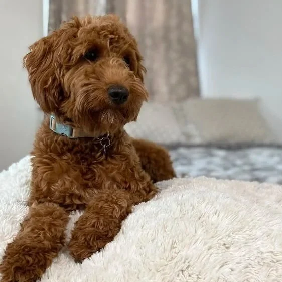 A cute brown mini Labradoodle puppy lying on a soft white blanket.