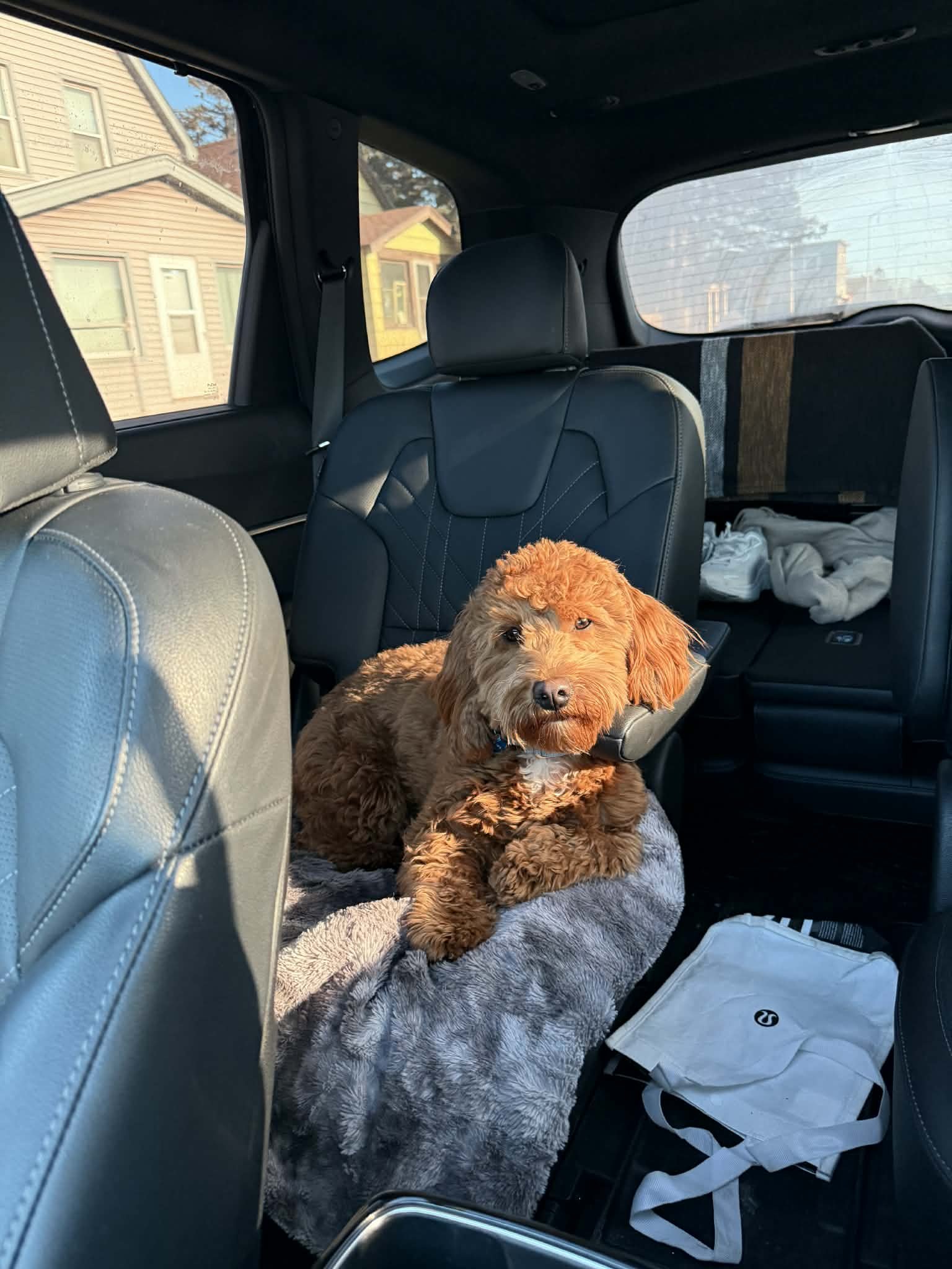 A brown, curly-haired dog lying on a gray furry blanket inside a car, looking at the camera. The car has black leather seats and visible windows showing a residential neighborhood.