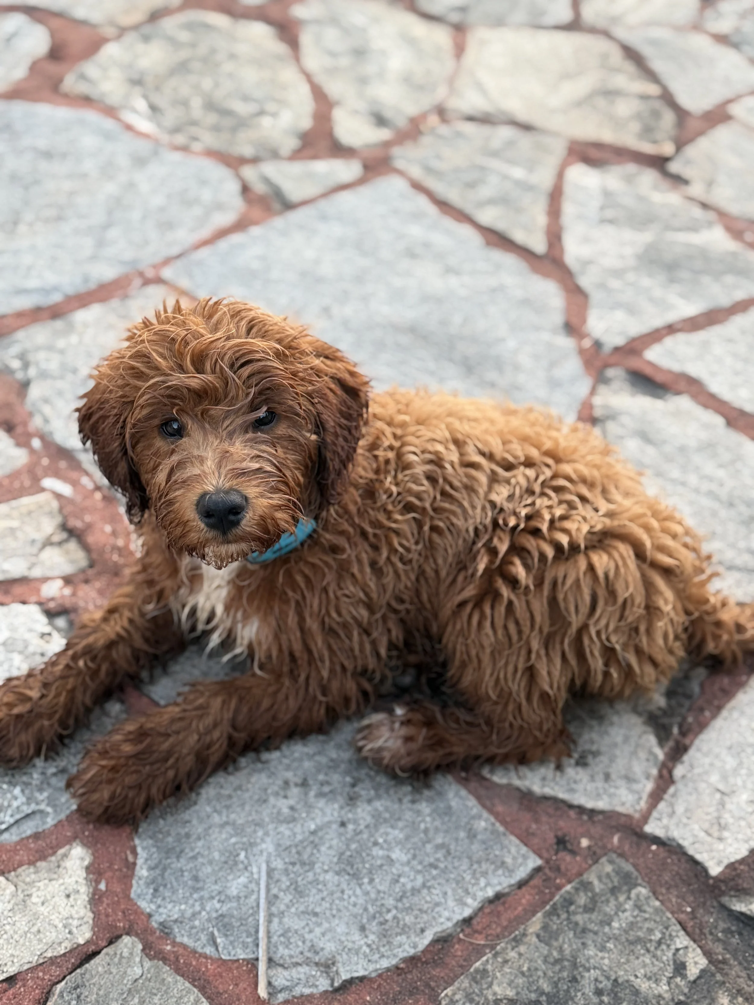 A cute, curly-haired puppy with a brown coat and a blue collar, lying on a stone pathway and looking at the camera.