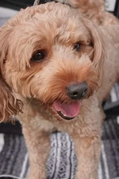 Close-up of a light brown, curly-haired dog with one blue eye, looking up with an open mouth.