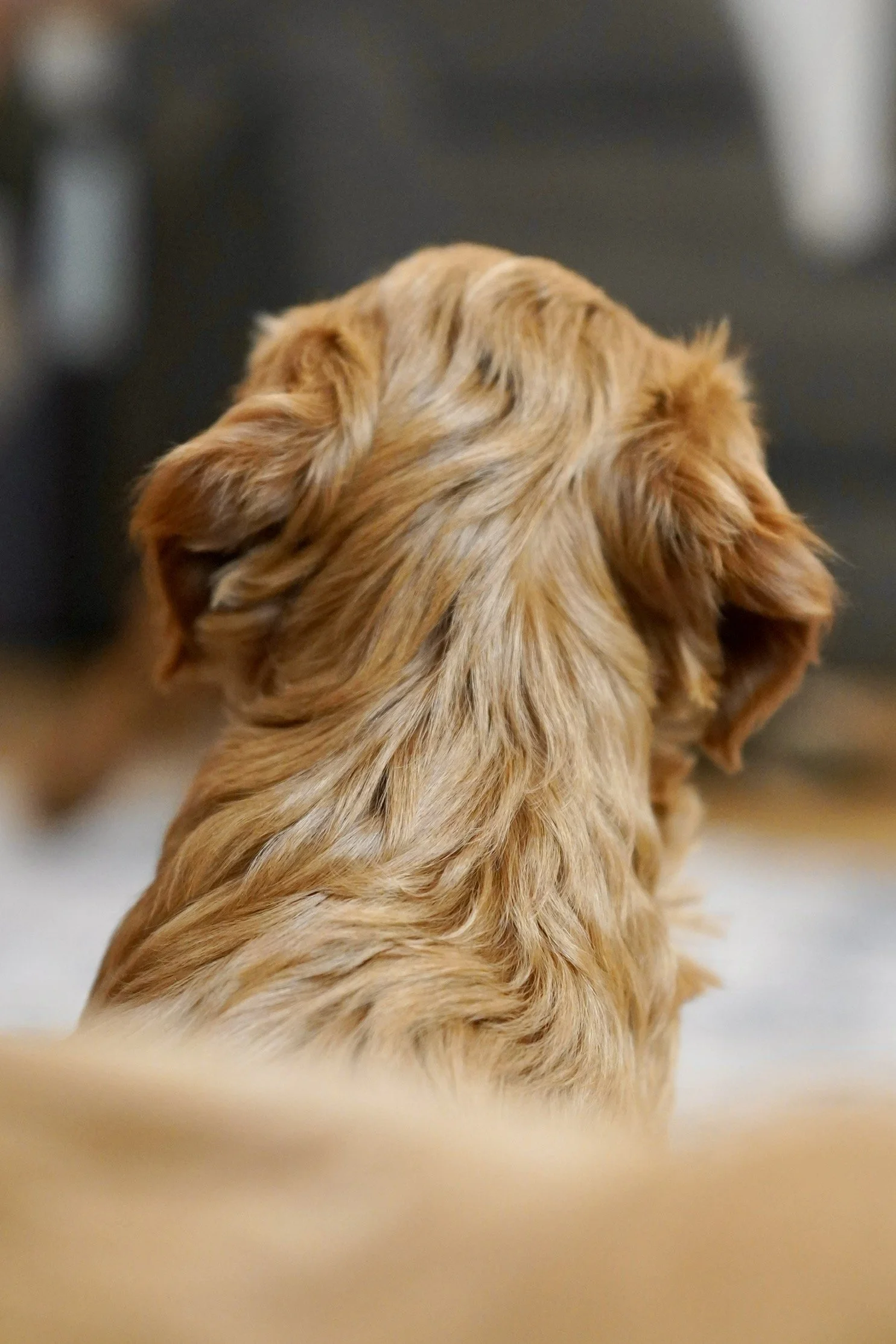 Back view of a golden retriever dog with wavy fur, sitting indoors.
