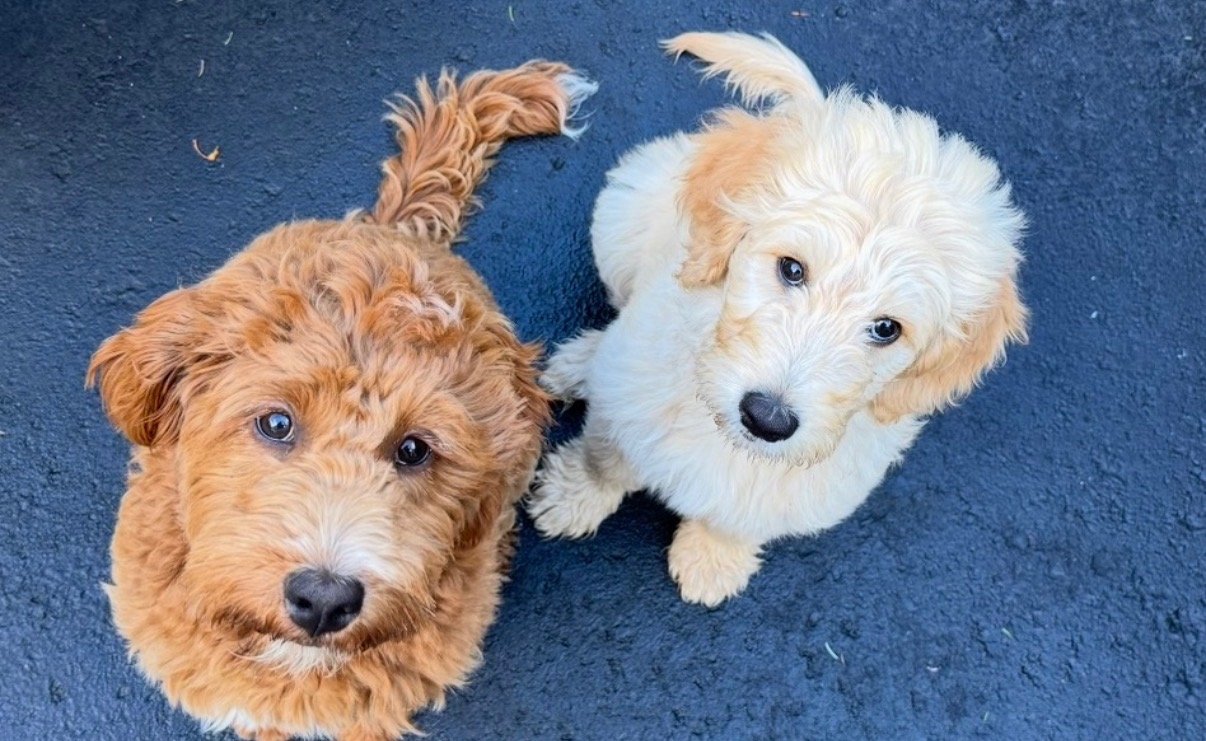 Two adorable puppy dogs, one with curly brown fur and the other with slightly wavy cream-colored fur, sitting on a dark asphalt surface and looking up at the camera.