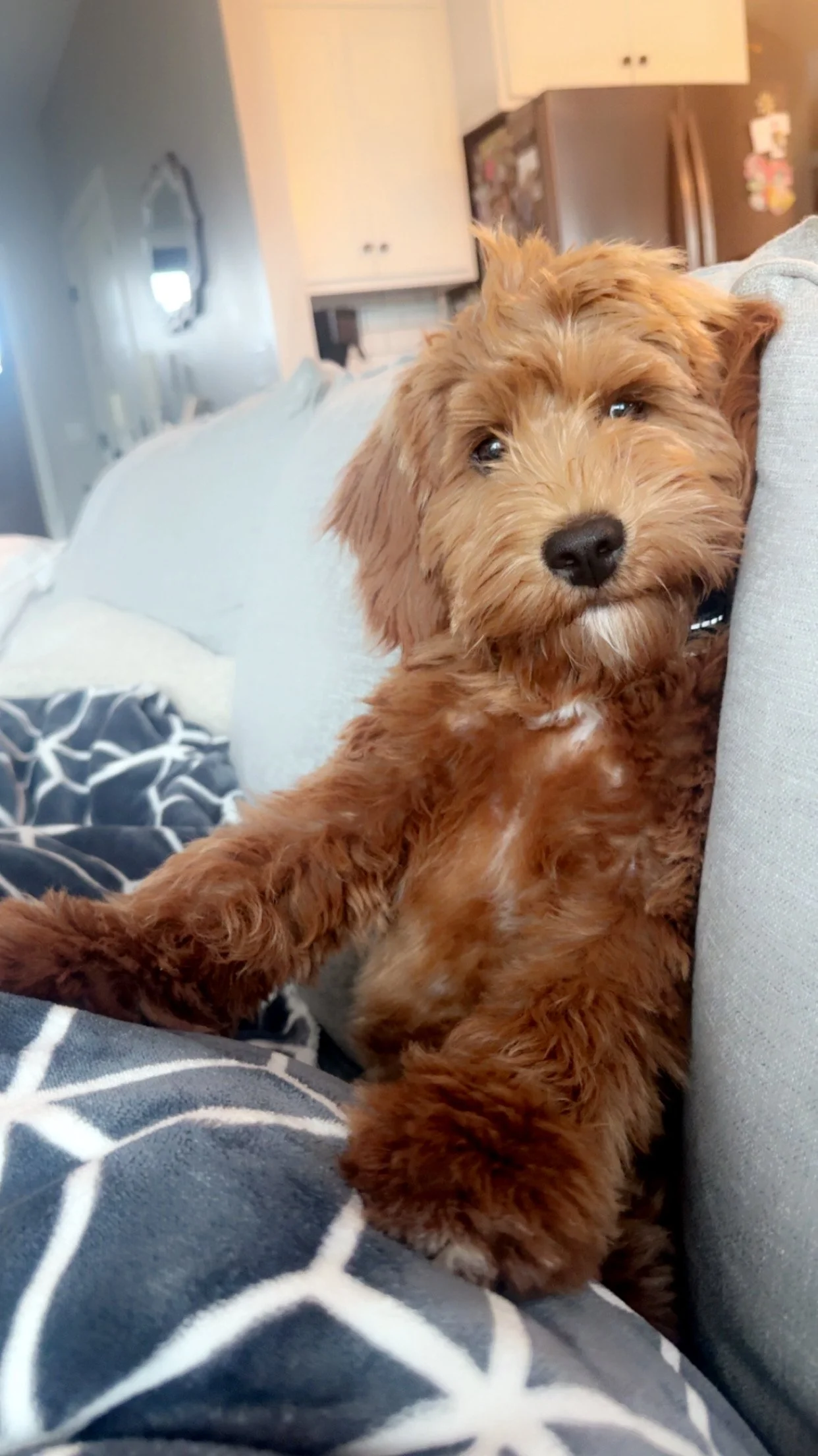 Adorable brown puppy lying on a couch, resting against a cushion, with a cozy home living room in the background.