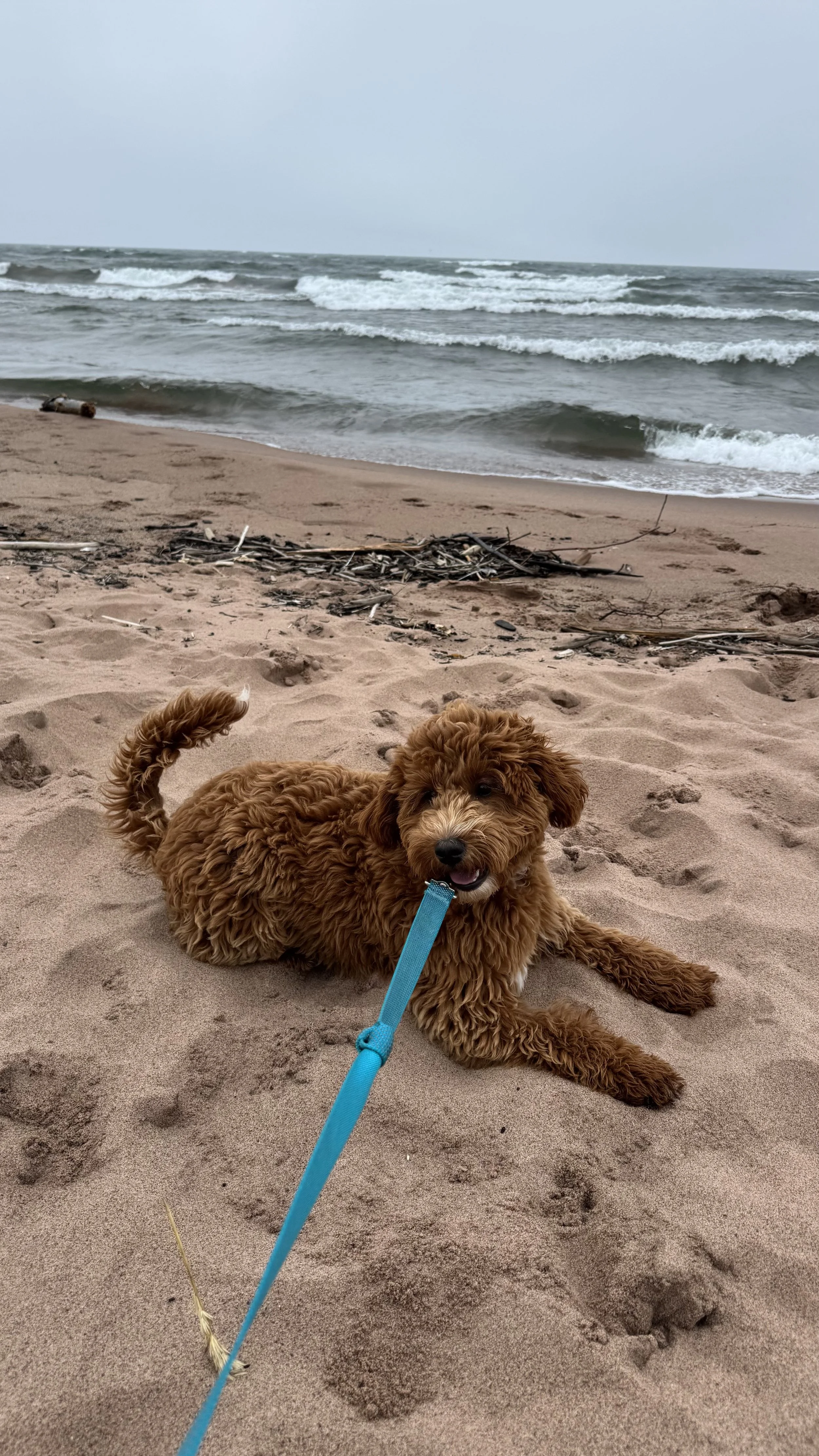A happy curly-haired puppy lying on the sandy beach with the ocean waves in the background.