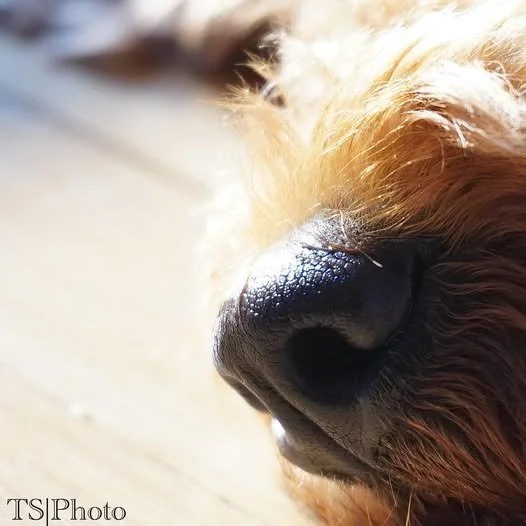 Close-up of a dog's black nose and part of its golden fur in natural light.