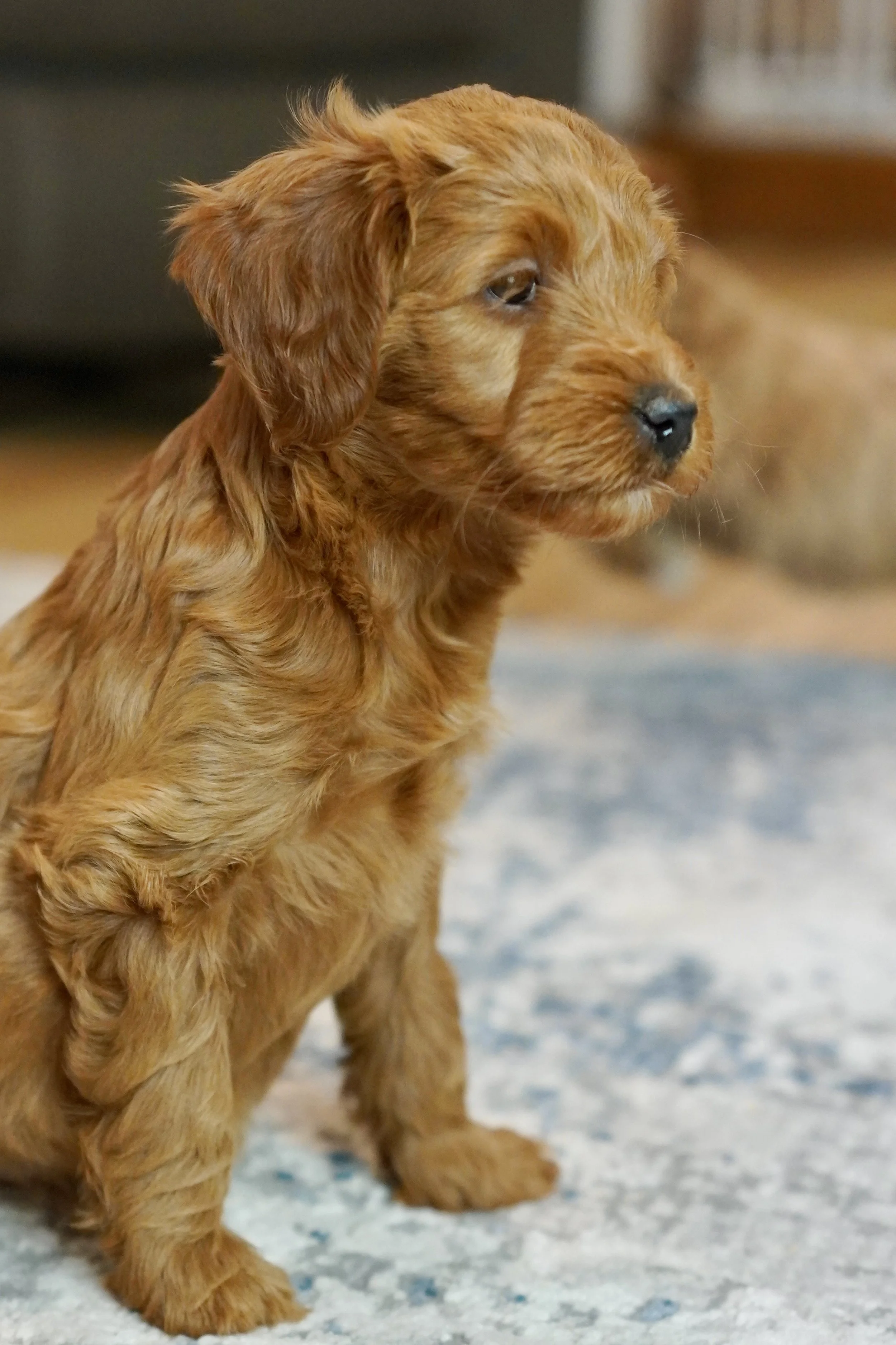A cute, brown, fluffy puppy sitting on a rug indoors.