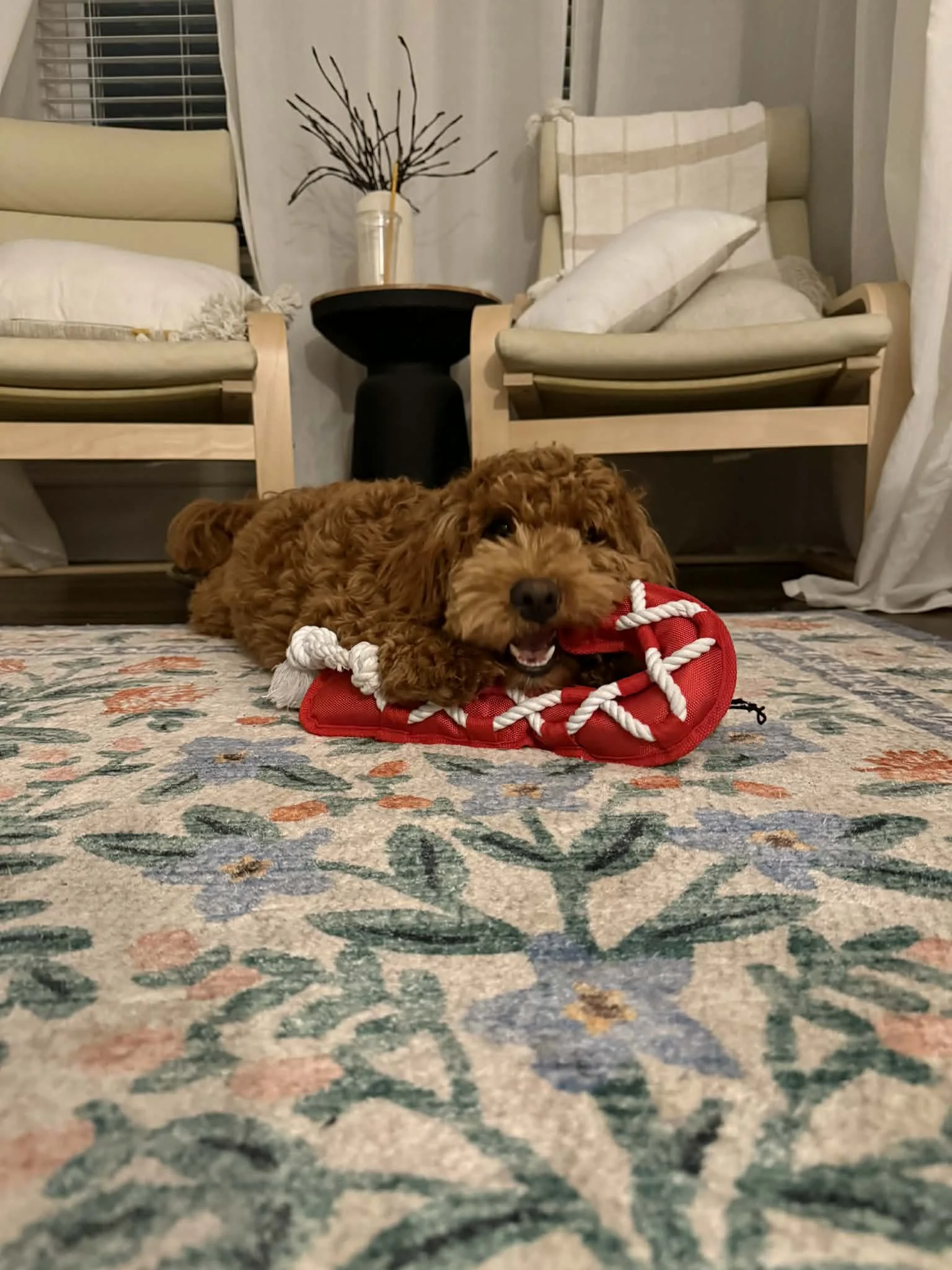 A small brown curly-haired dog-playfully biting a red and white rope toy on a patterned rug in a living room.