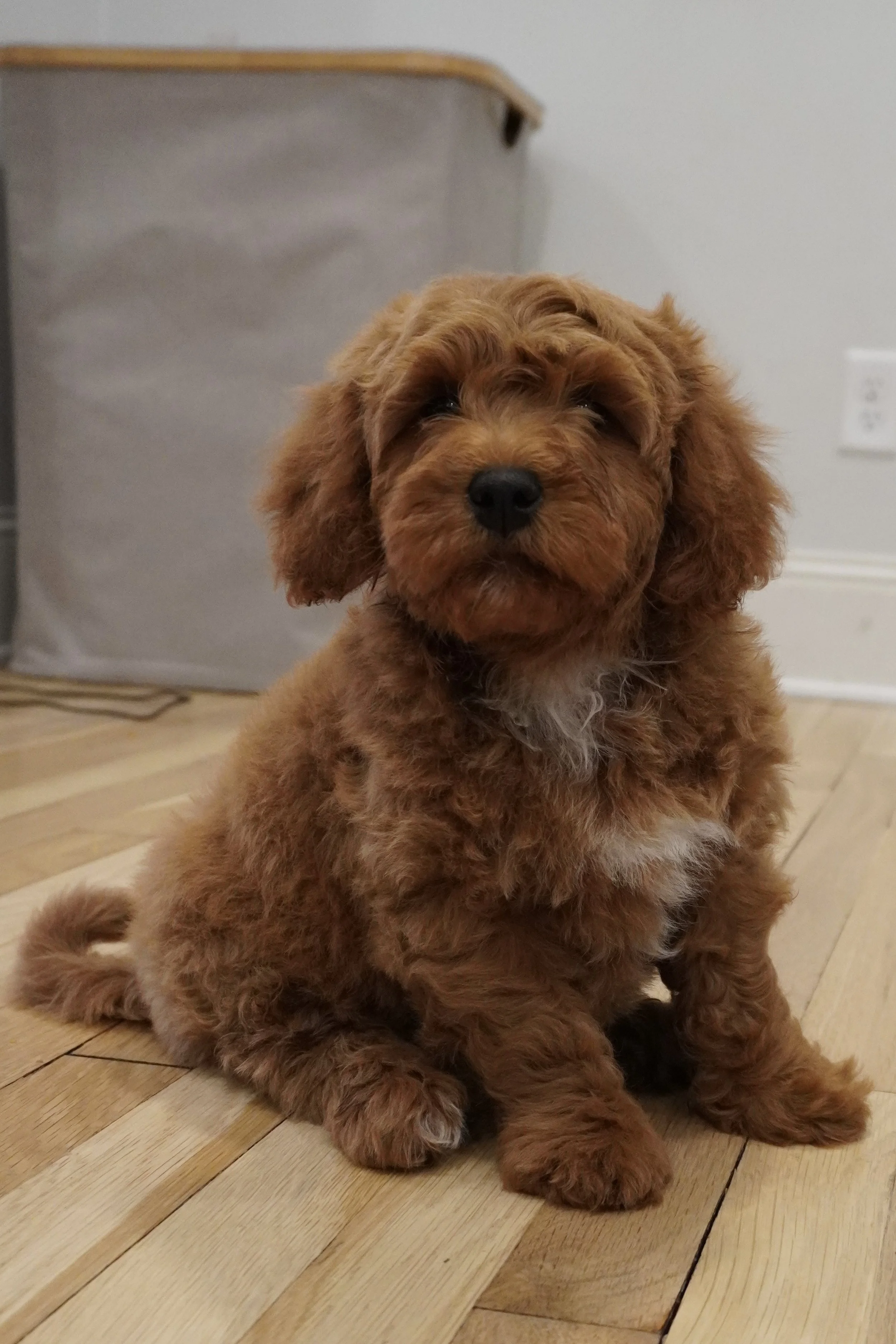 A fluffy, brown puppy sitting on a hardwood floor indoors, with a neutral background and a laundry basket in the corner.