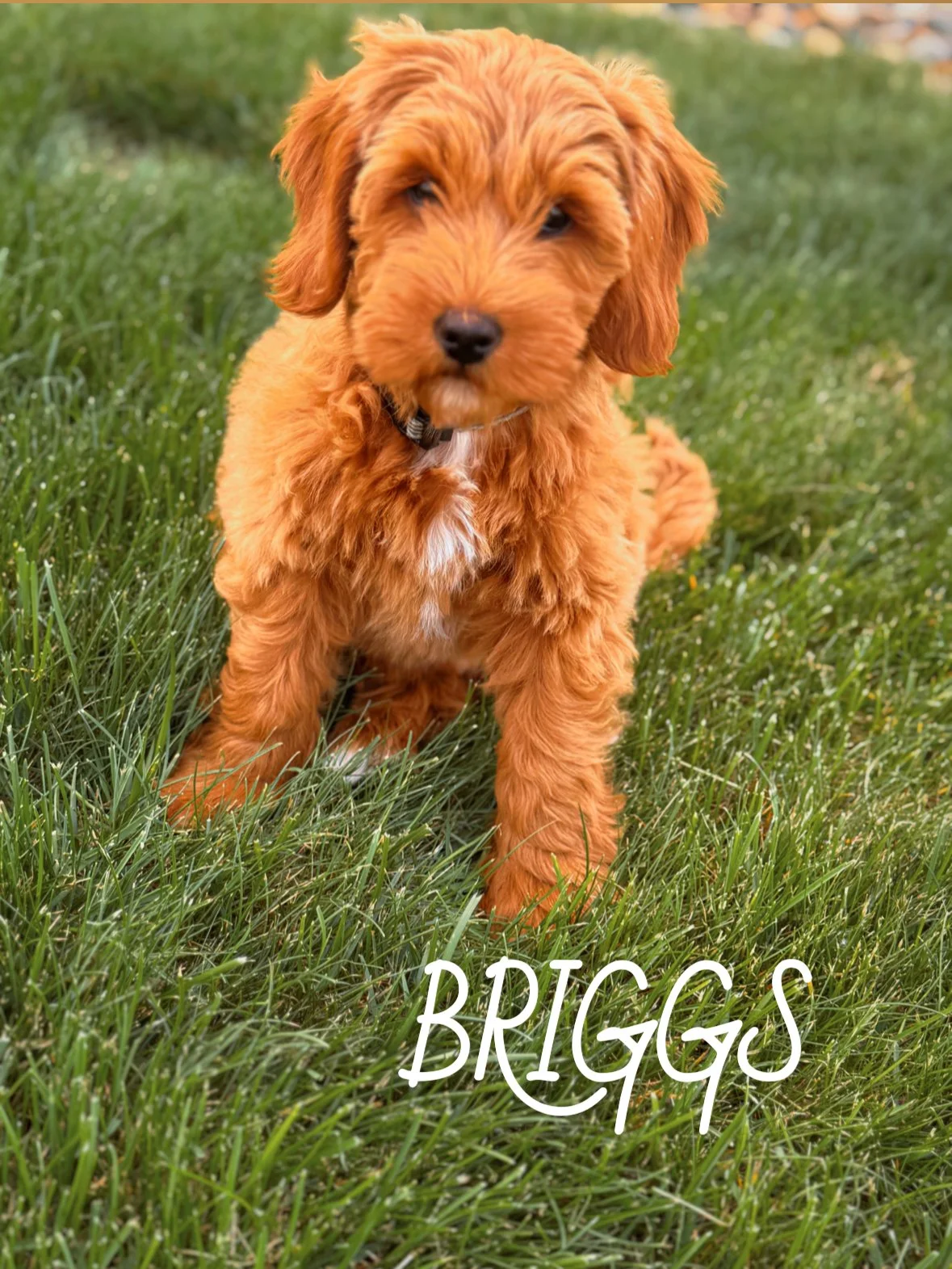 A cute, fluffy, reddish-brown puppy sitting on green grass with the name 'BRIGGS' written in white text at the bottom.