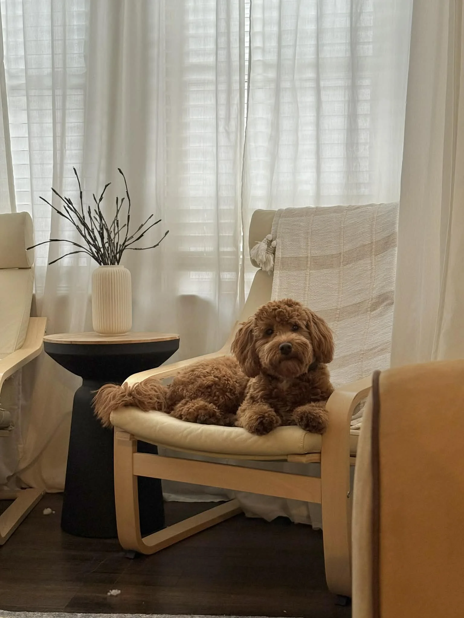A small brown dog with curly fur lying on a beige armchair next to a black side table with a white vase and branches inside, in a room with white curtains.