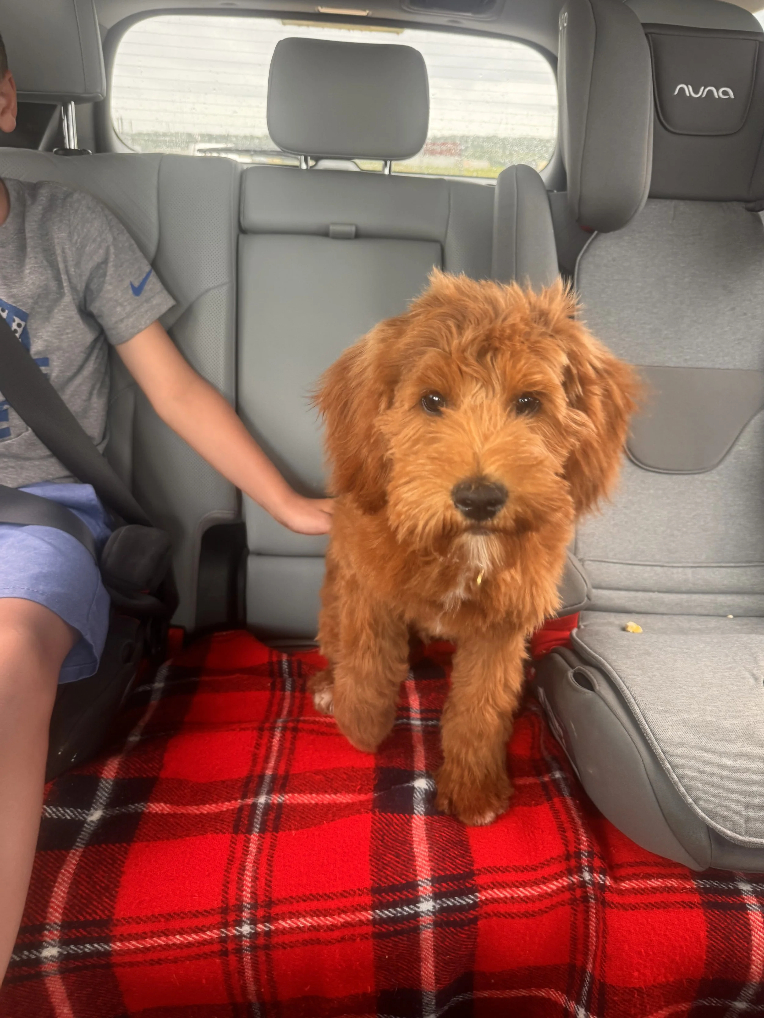 A red fluffy puppy standing on a red and black plaid blanket in the back of a car, with a young boy sitting beside it.