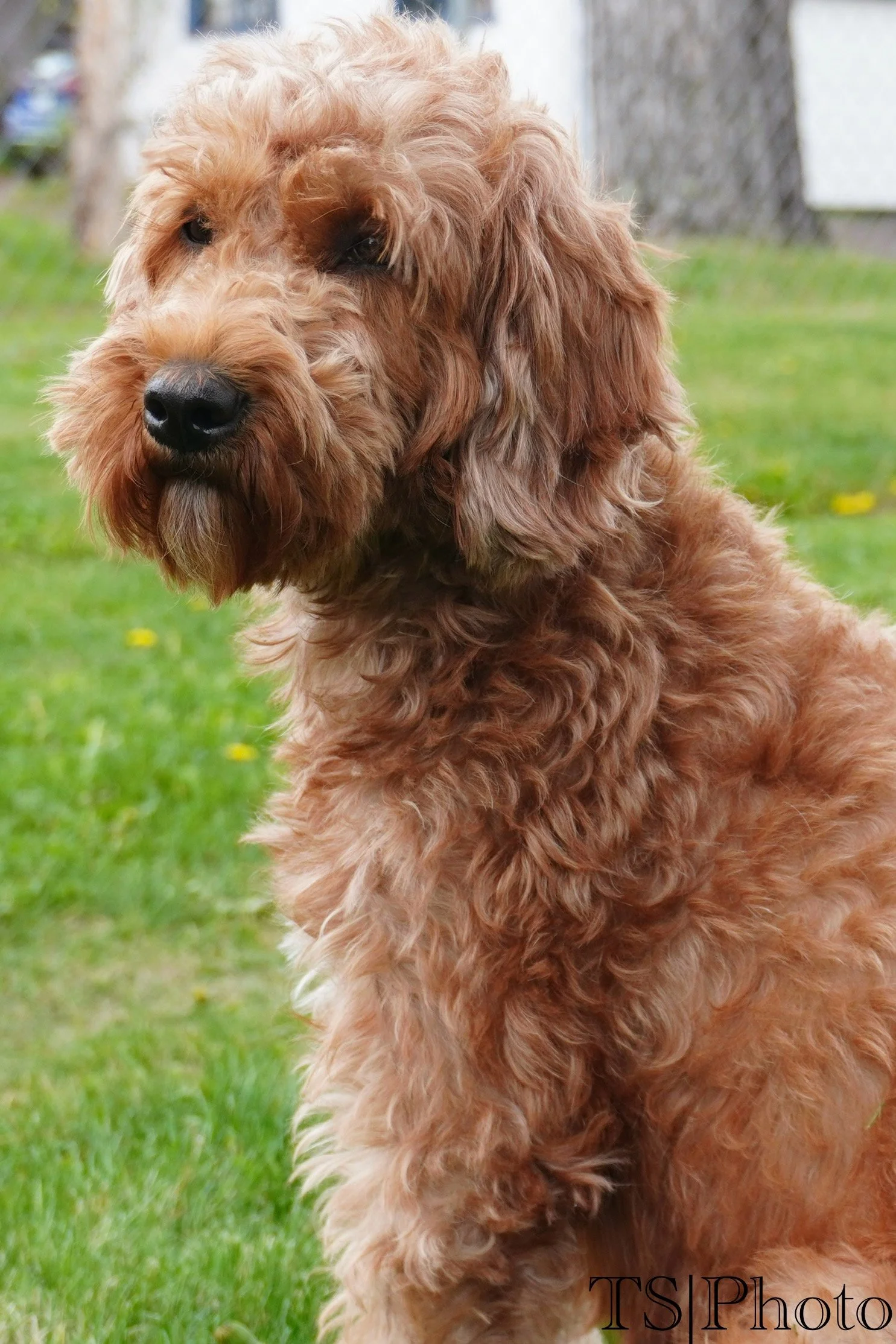 Close-up of a curly-haired, golden-brown dog sitting on grass outdoors.
