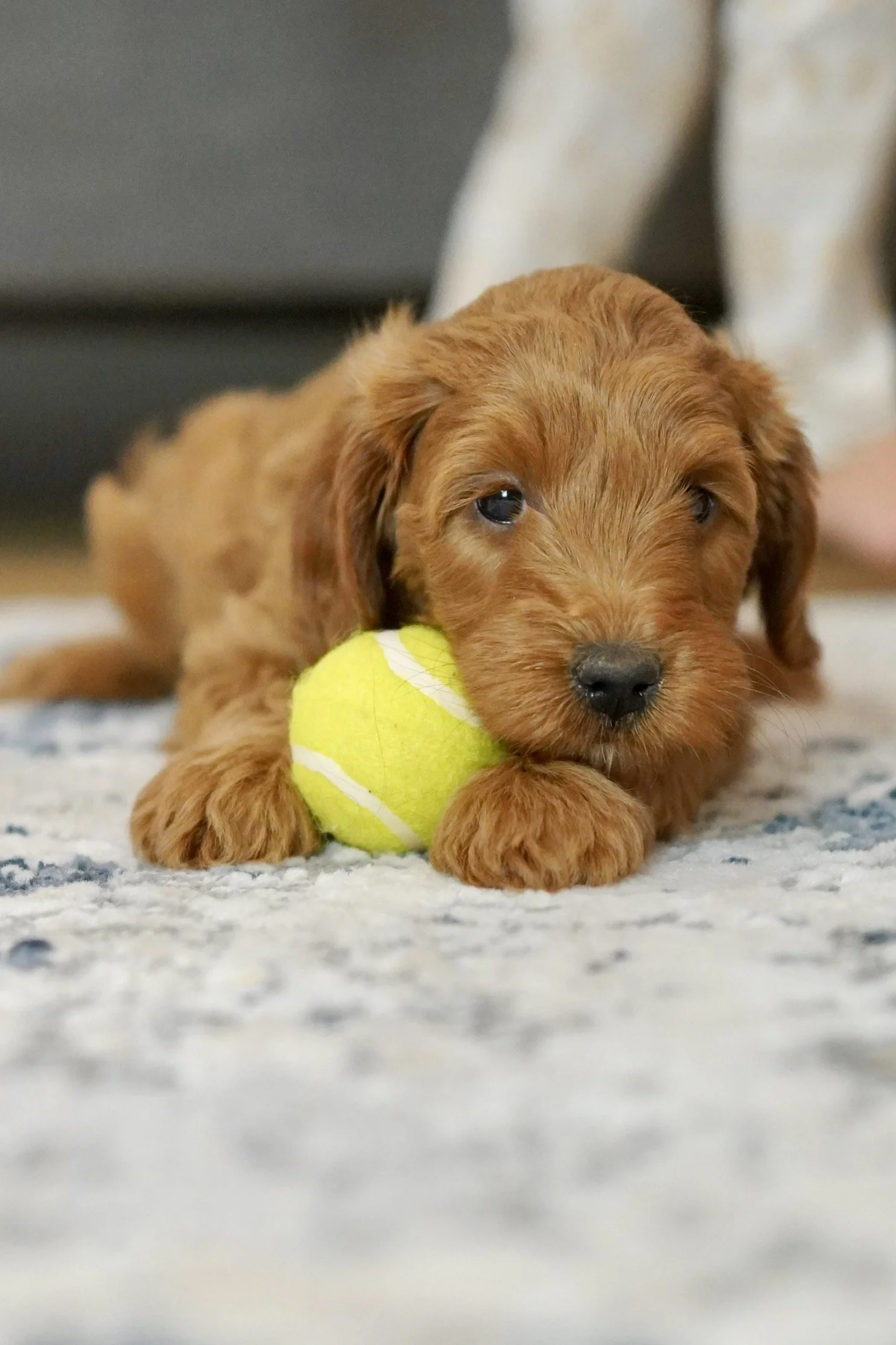 A cute brown puppy lying on a patterned rug, resting its head on a tennis ball.