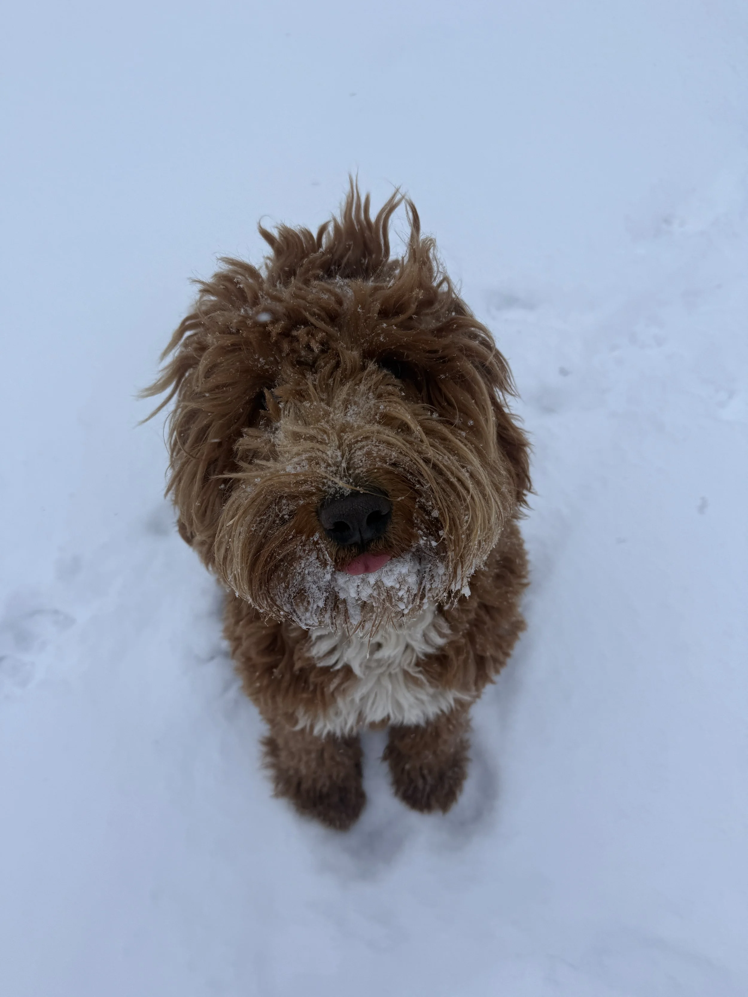 A brown curly-haired dog with snow on its face and nose, standing on snow-covered ground, looking up at the camera.