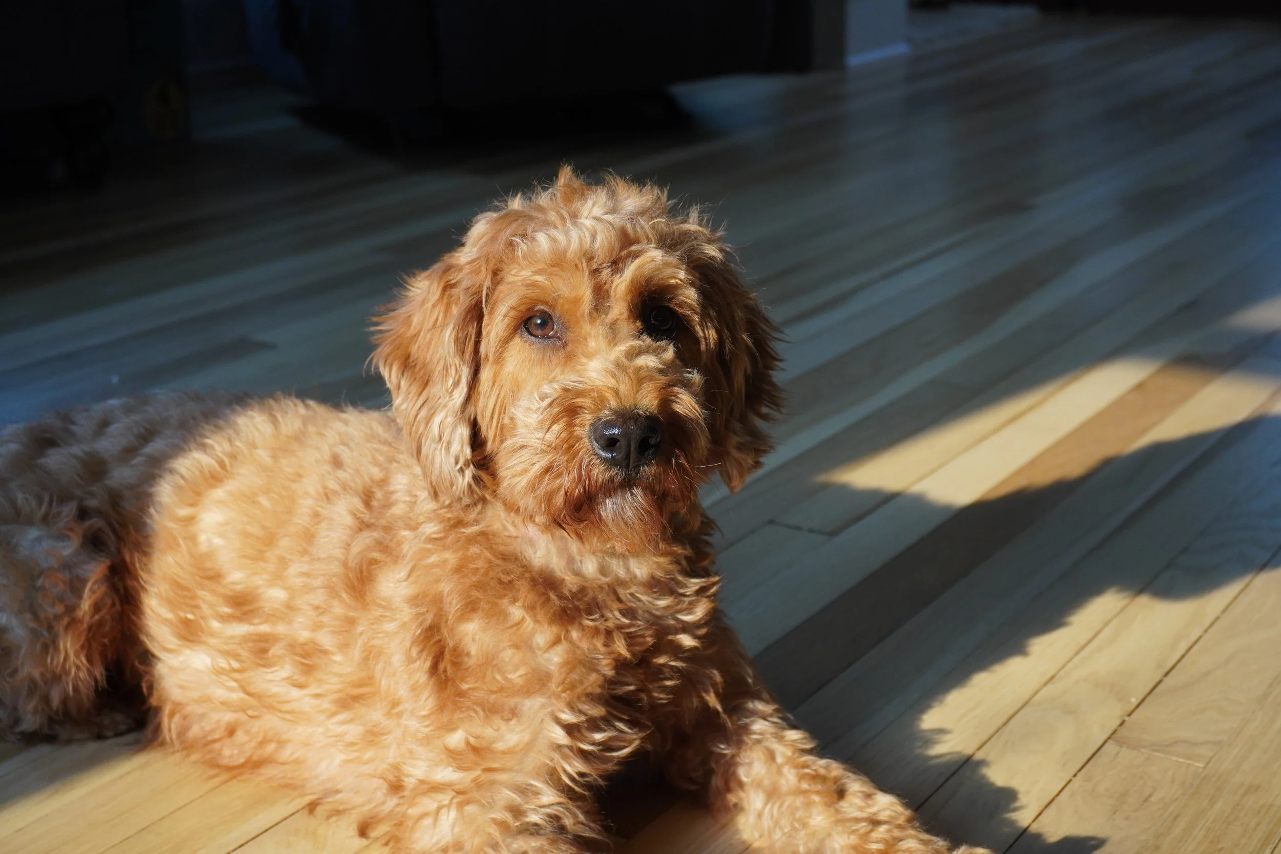 A fluffy, reddish-brown dog lying on a hardwood floor in sunlight with indoor shadows in the background.