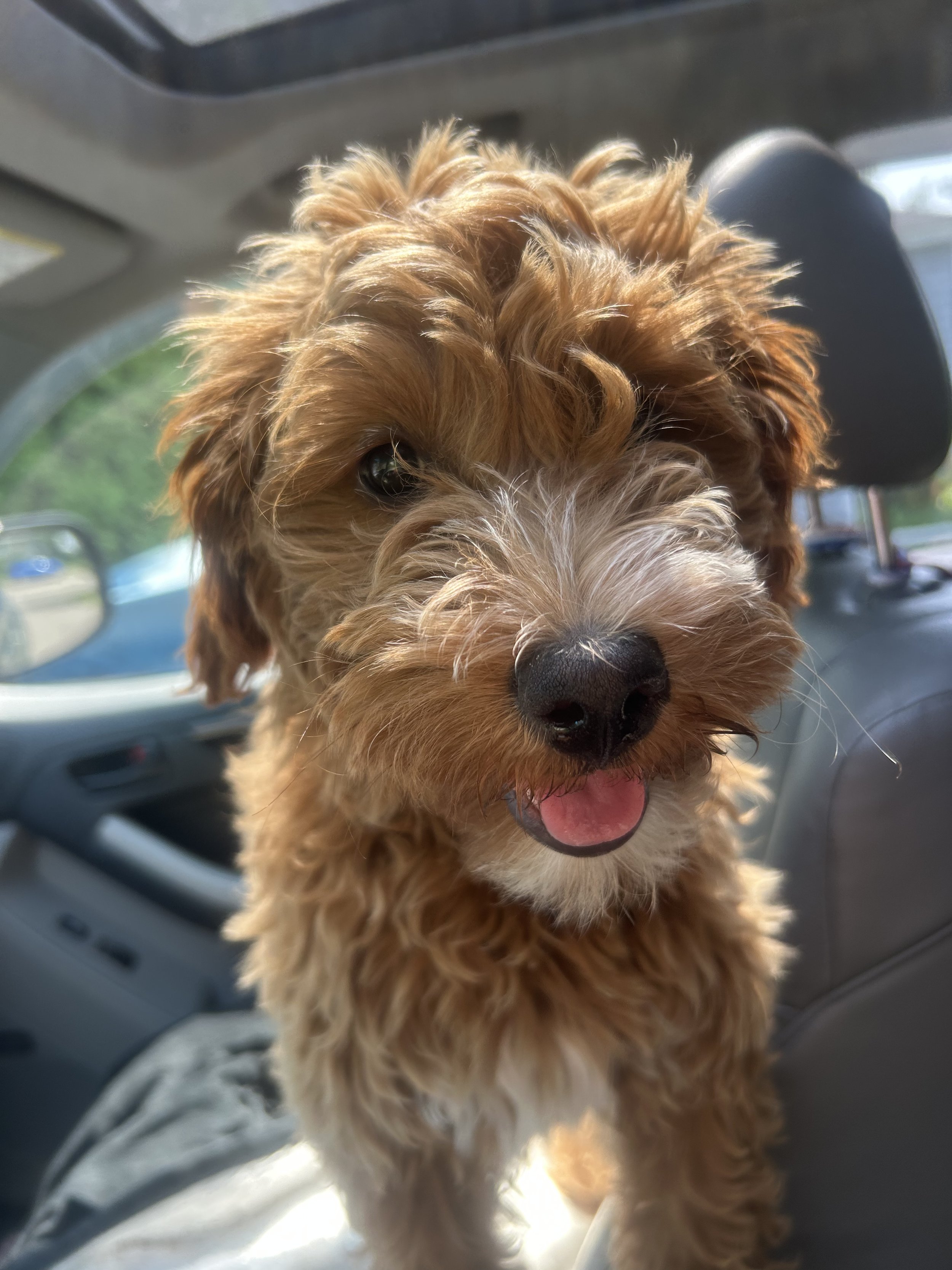 A fluffy brown dog with a white snout and pink tongue, sitting inside a car, looking at the camera.