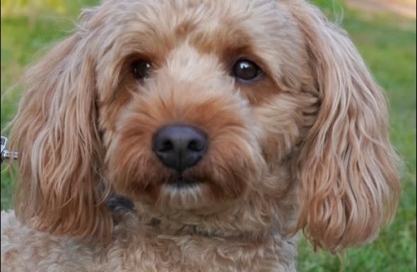 Close-up of a light brown, curly-haired dog with droopy ears and a black nose, outdoors with green grass in the background.