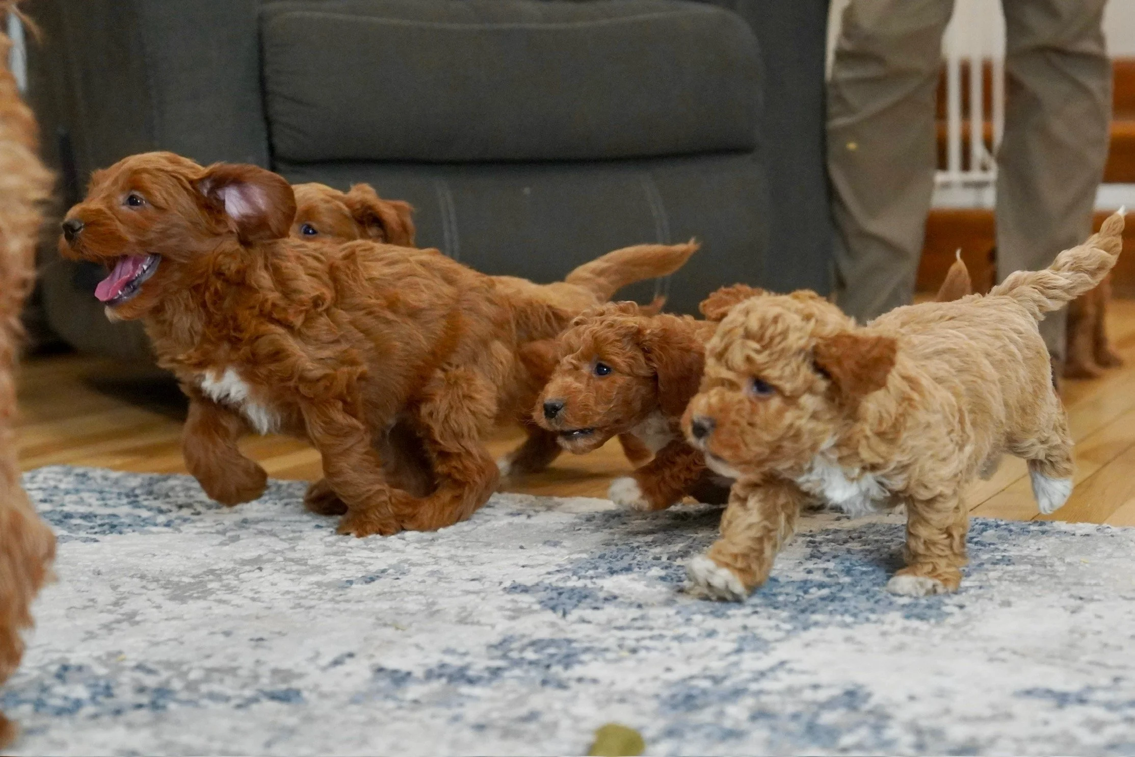 Several brown and tan poodle puppies playing on a blue and white rug indoors.