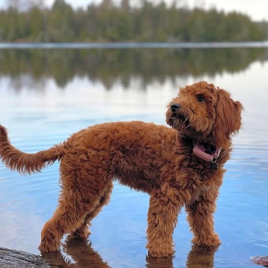 A fluffy brown dog standing in shallow water near a lake with a forested background.