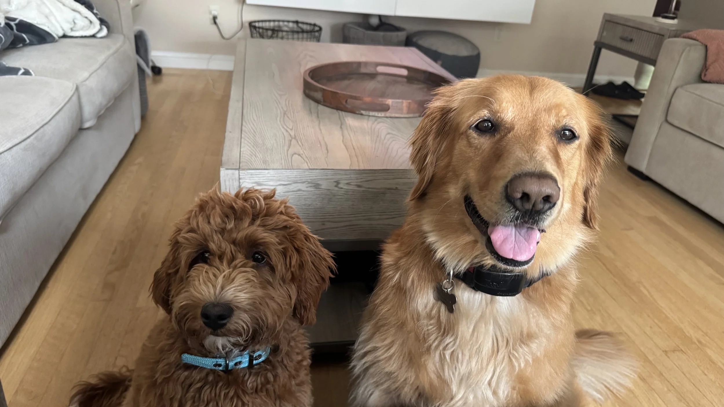 Two dogs sitting on a hardwood floor in a living room, with a wooden coffee table behind them and couches on either side.