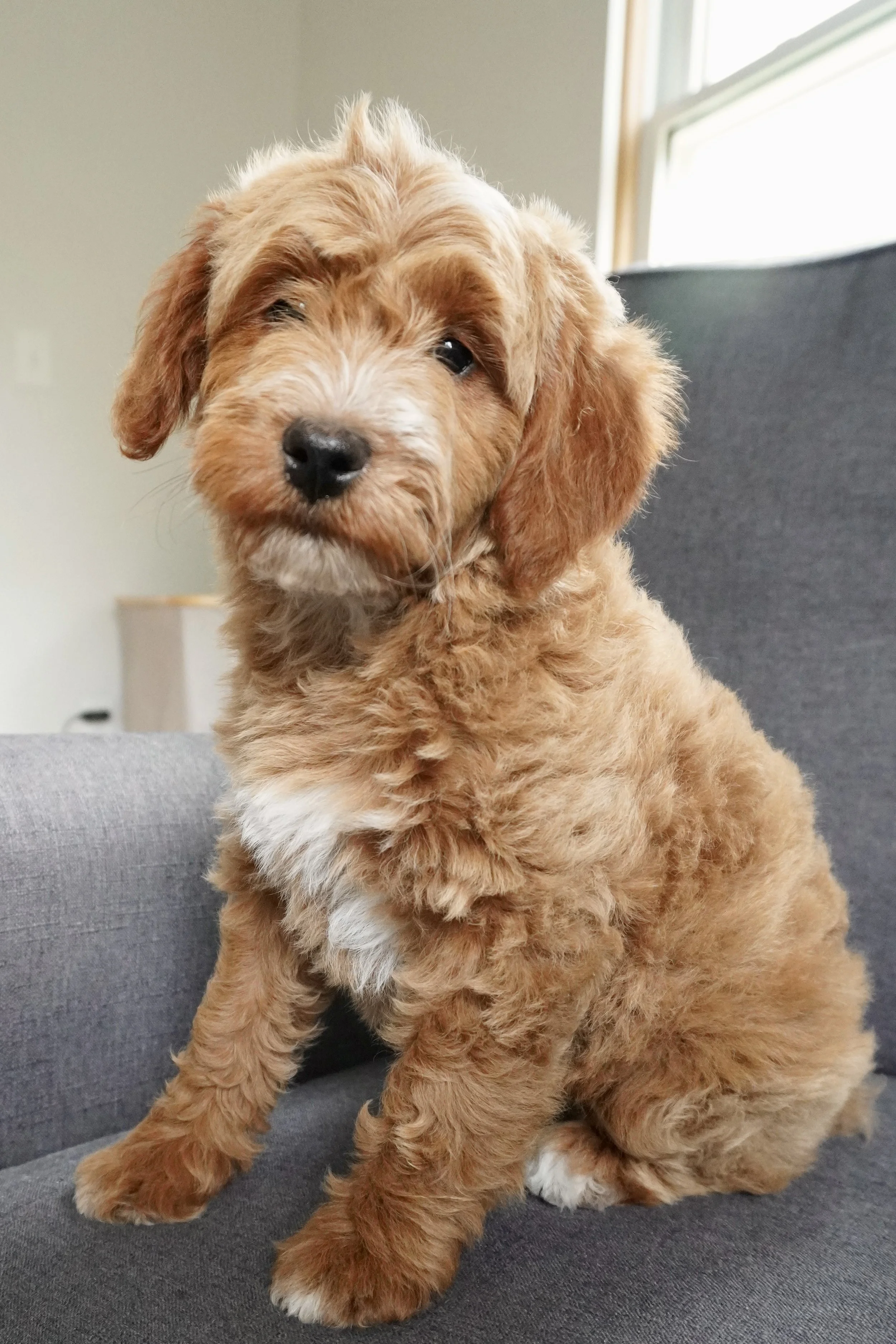 A cute, small, fluffy brown puppy with white fur on its chest and paws, sitting on a grey couch near a window.