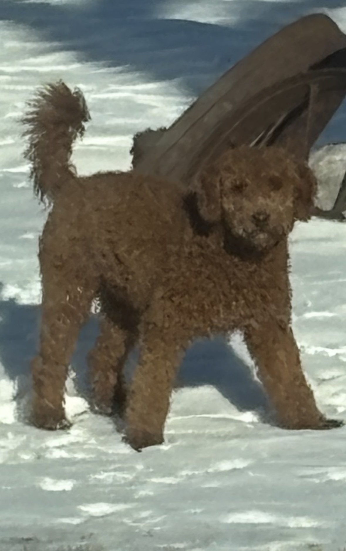 A brown dog standing in the snow with a large rock or monument in the background and a clear sky.