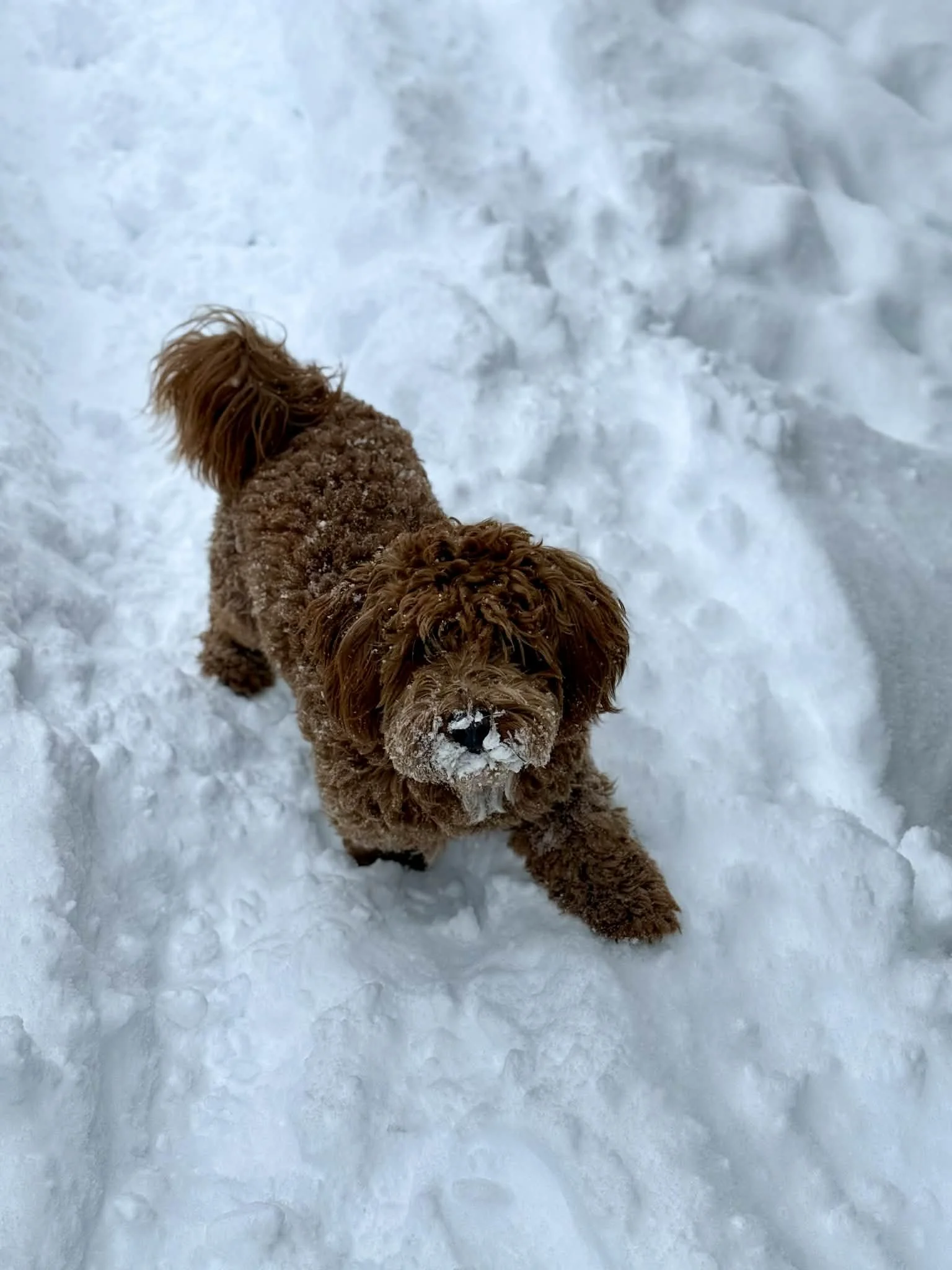 A brown curly-haired dog standing on snow, looking up, with snow on its nose.
