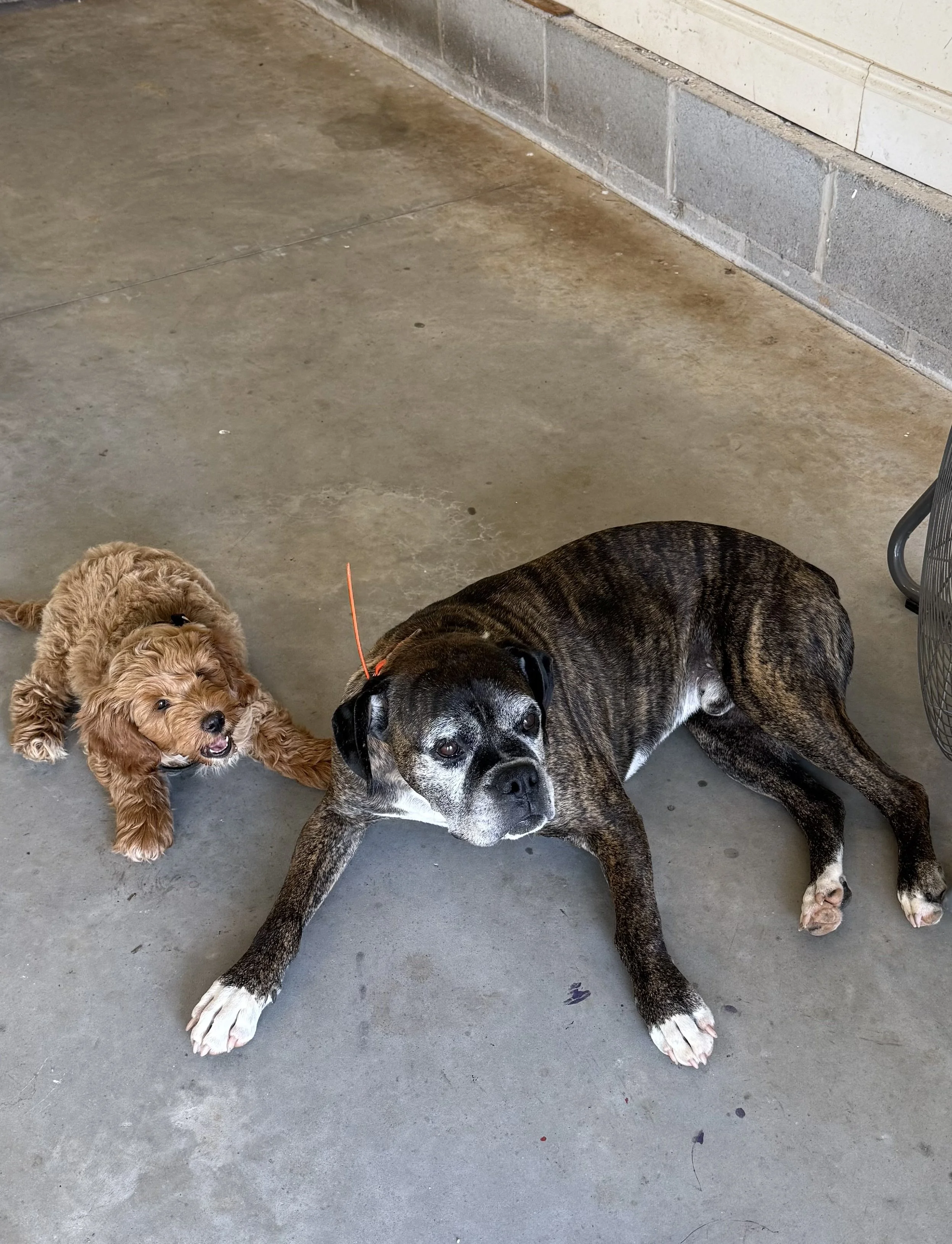 Two dogs, a small fluffy light brown puppy and a large brindle and white dog, lying on a concrete floor inside a building.