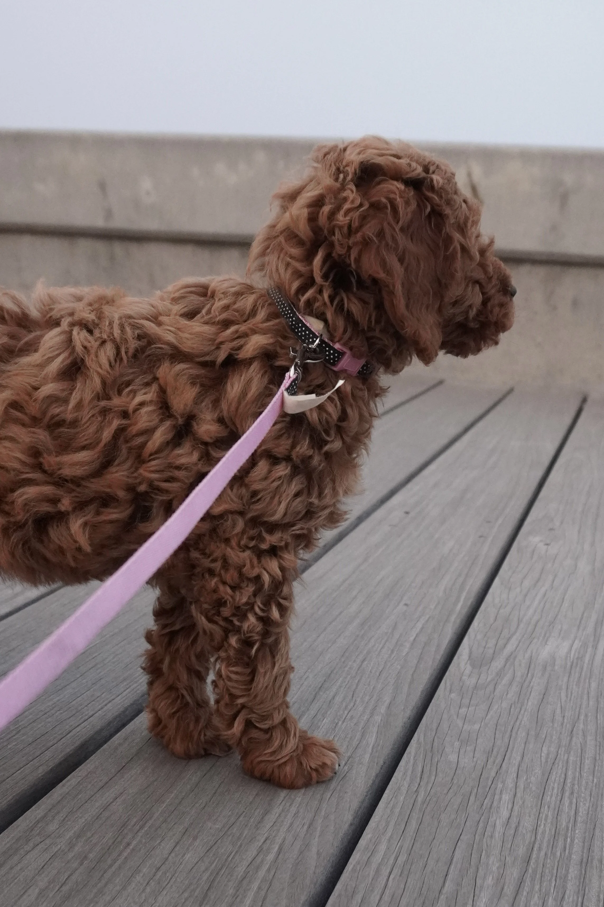 A brown curly-haired puppy on a leash looking to the right on a wooden deck.
