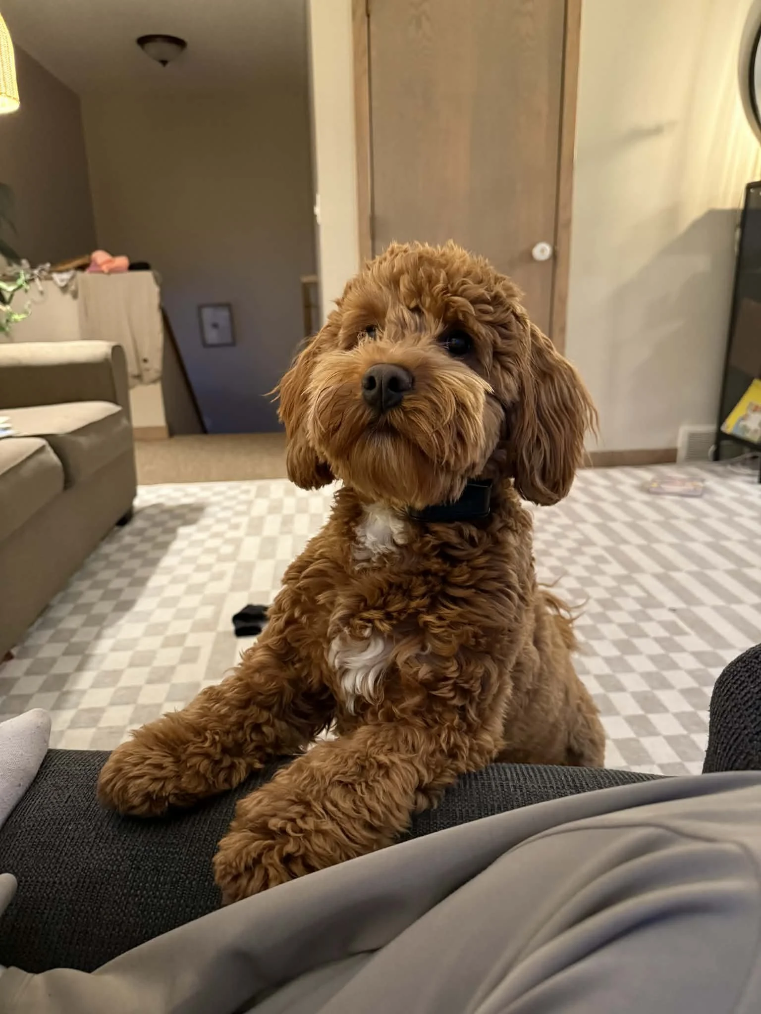 A fluffy, curly-haired brown puppy with a black collar sitting on a person's lap, indoors in a living room.