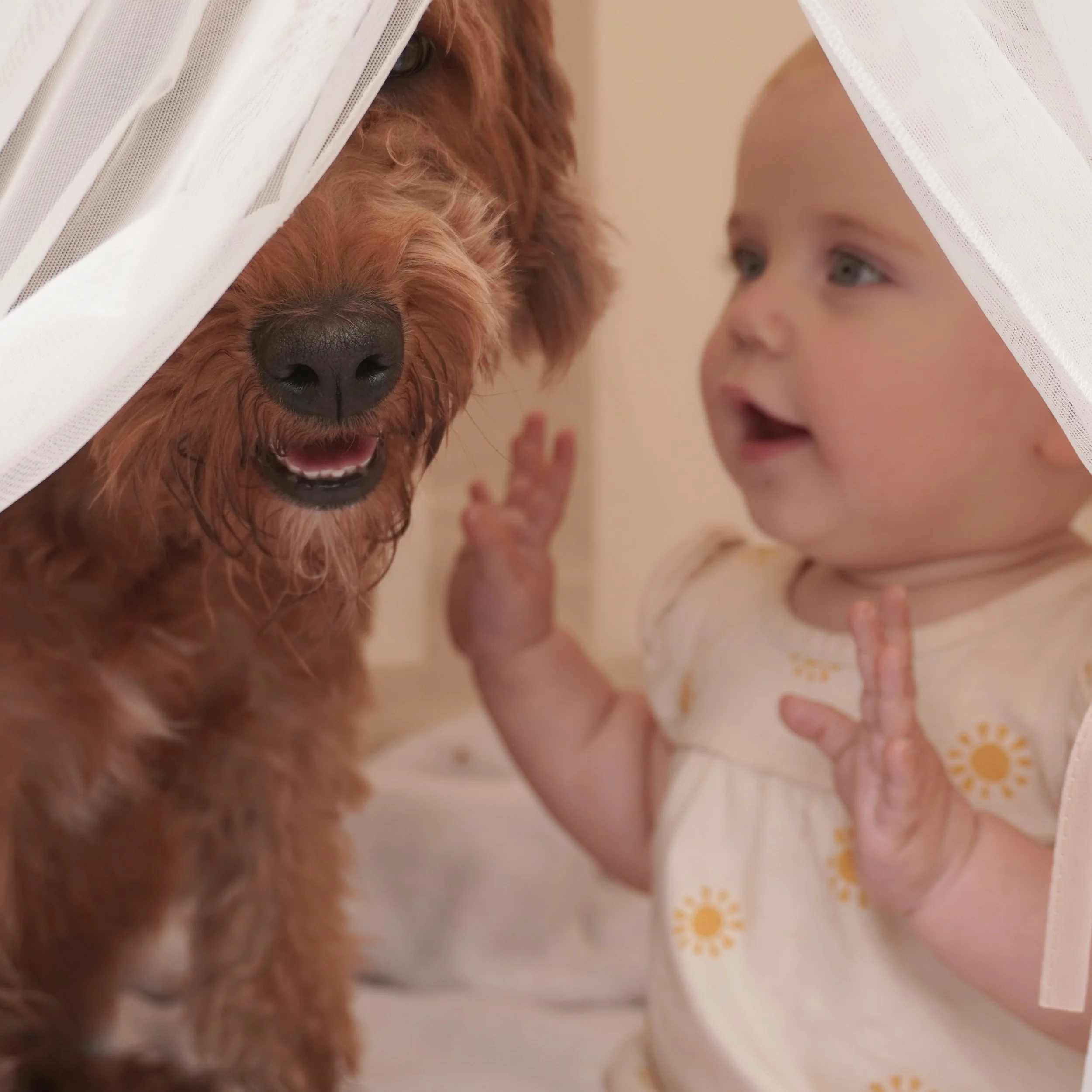 A baby and a brown, fluffy dog, likely a retriever, peeking through white curtains with the baby reaching out to touch the dog's face.