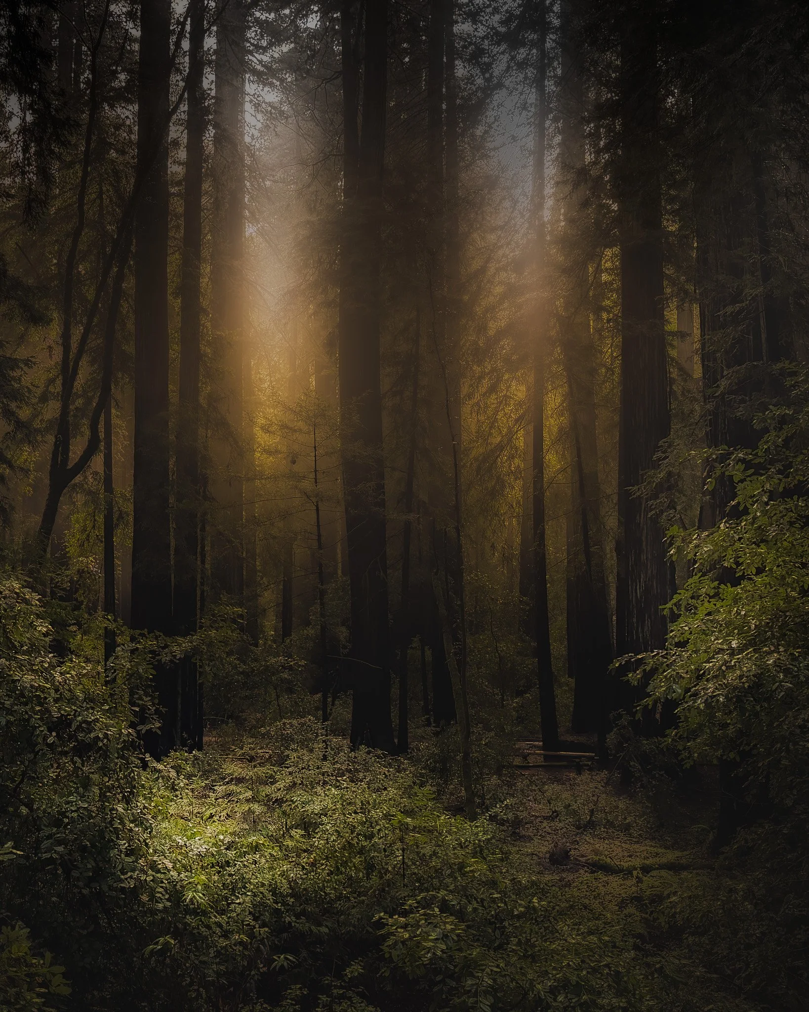 Redwoods II