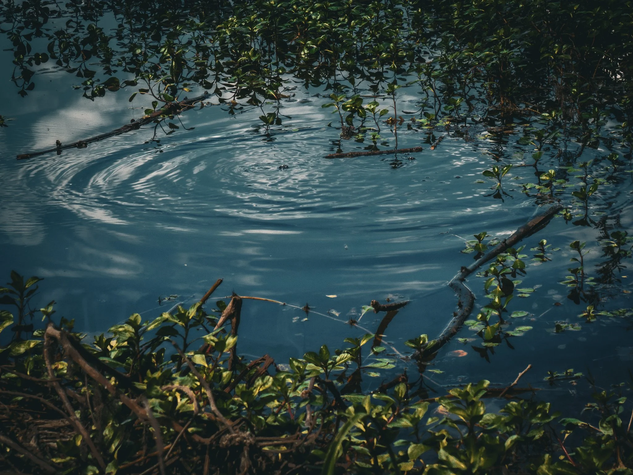 Pond II