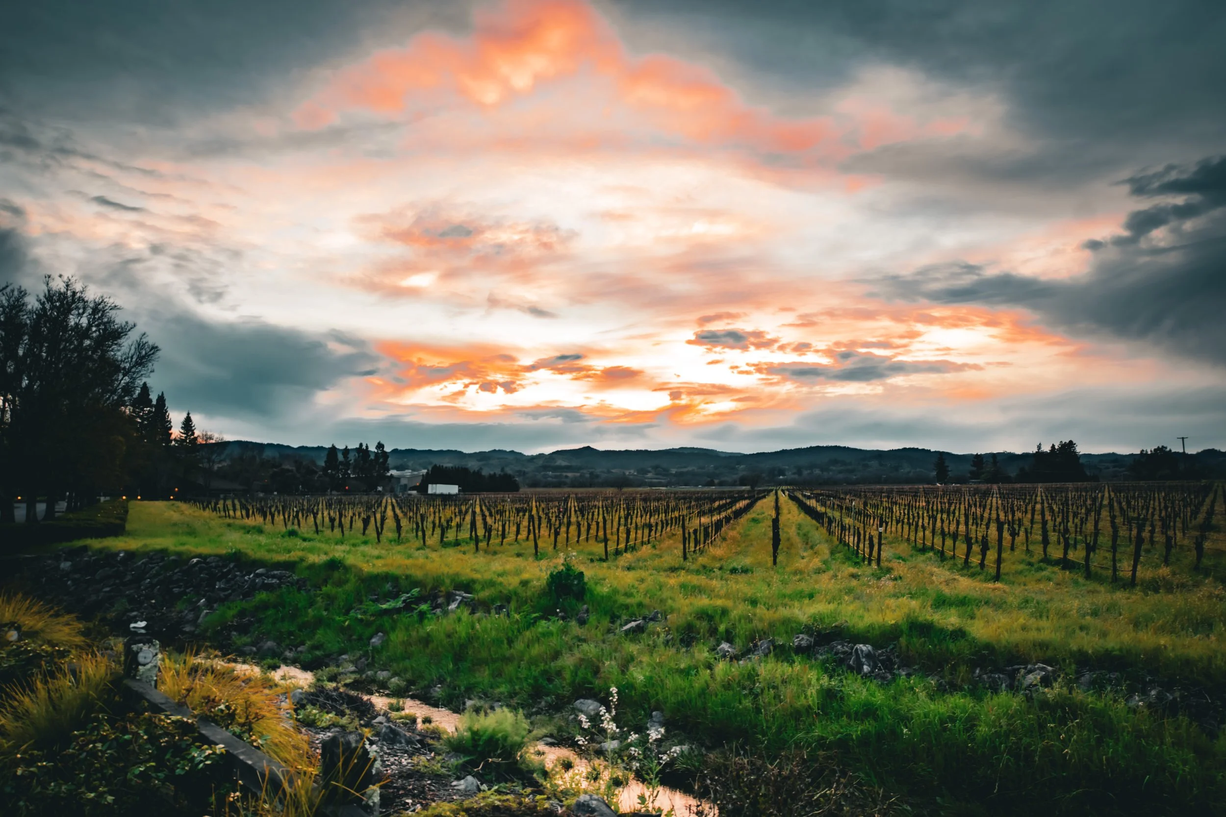 Healdsburg Vineyards-01