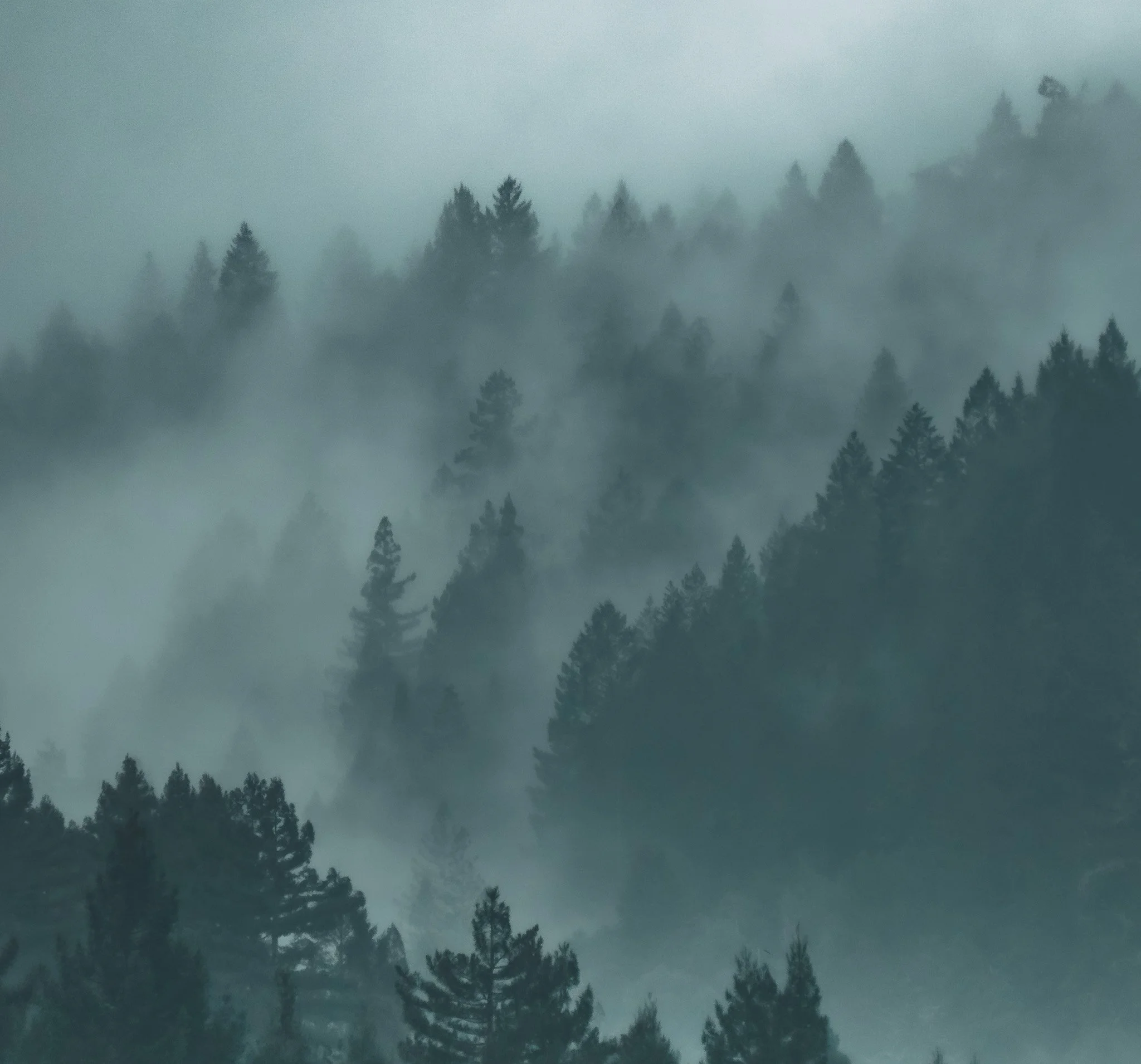 Redwoods Fog I