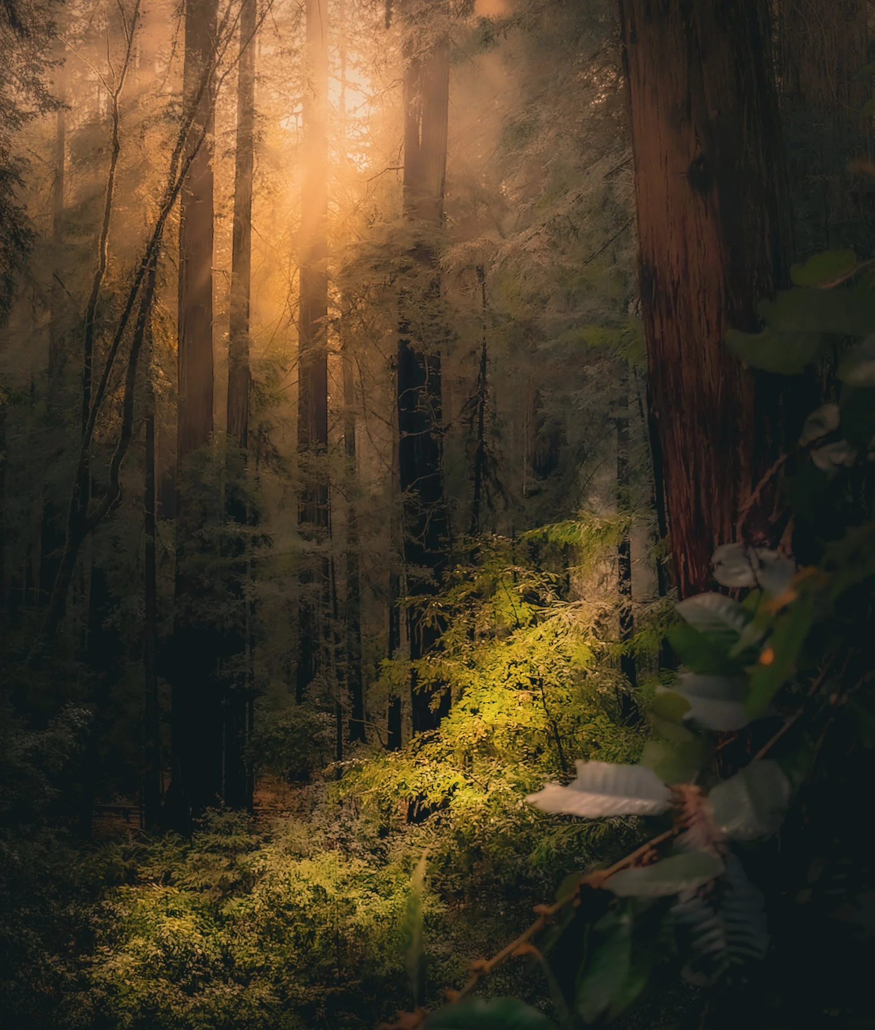Redwoods I