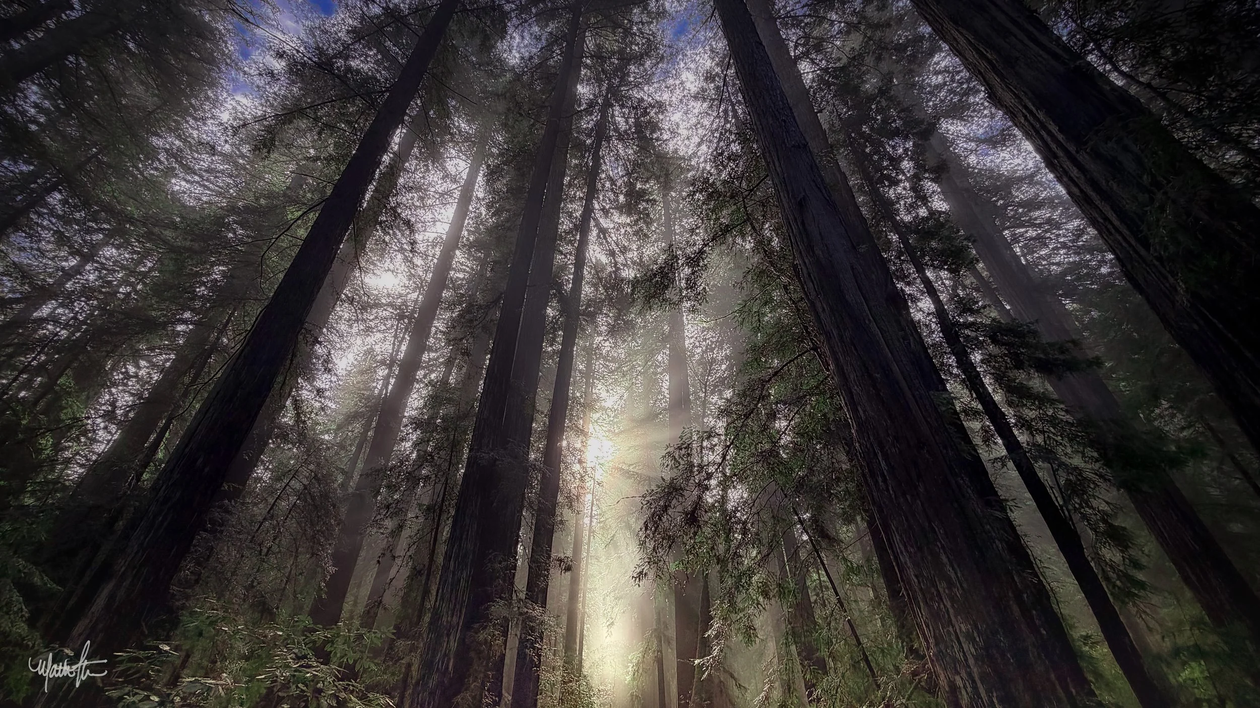 Redwood Mist_03
