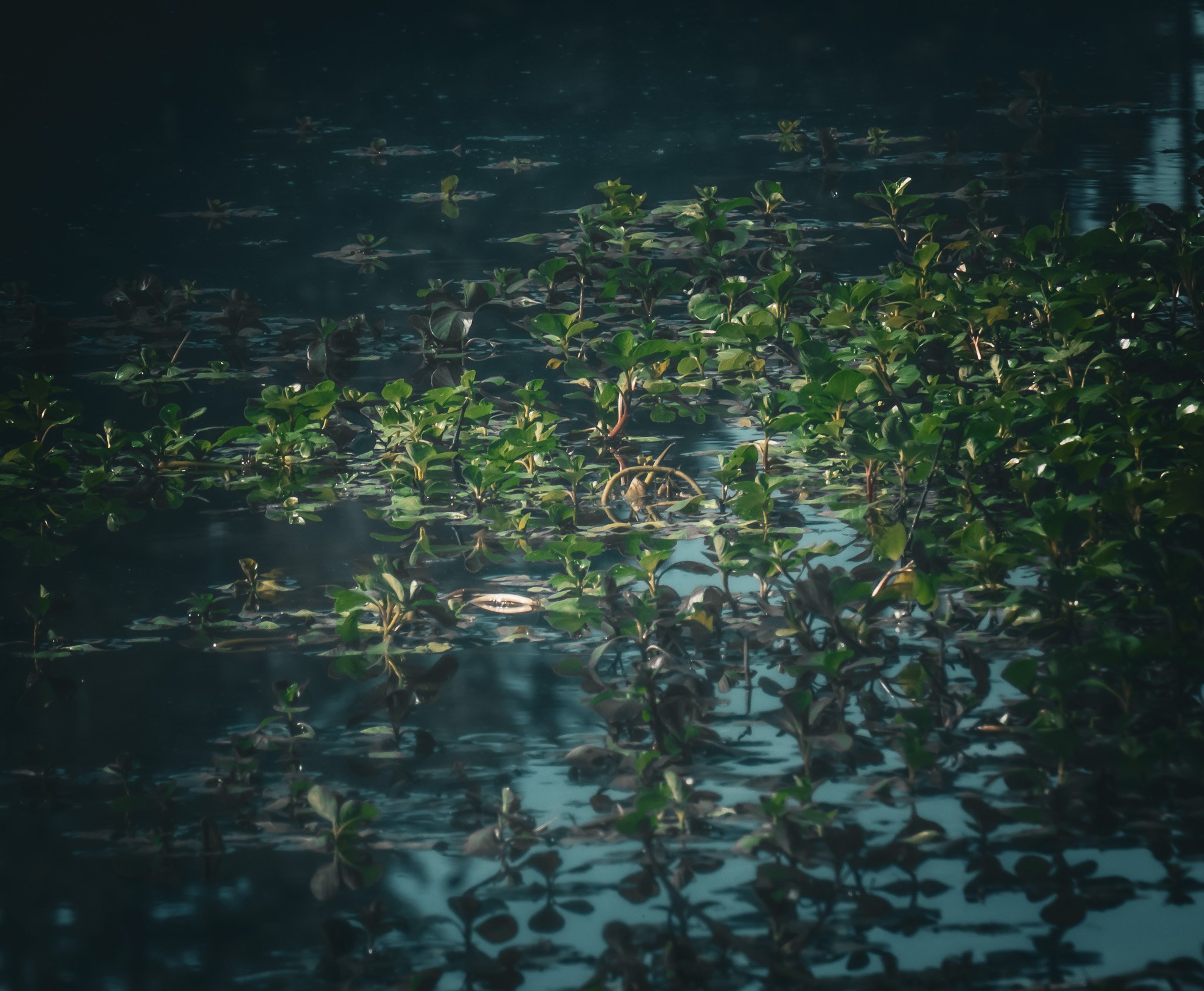 Pond I
