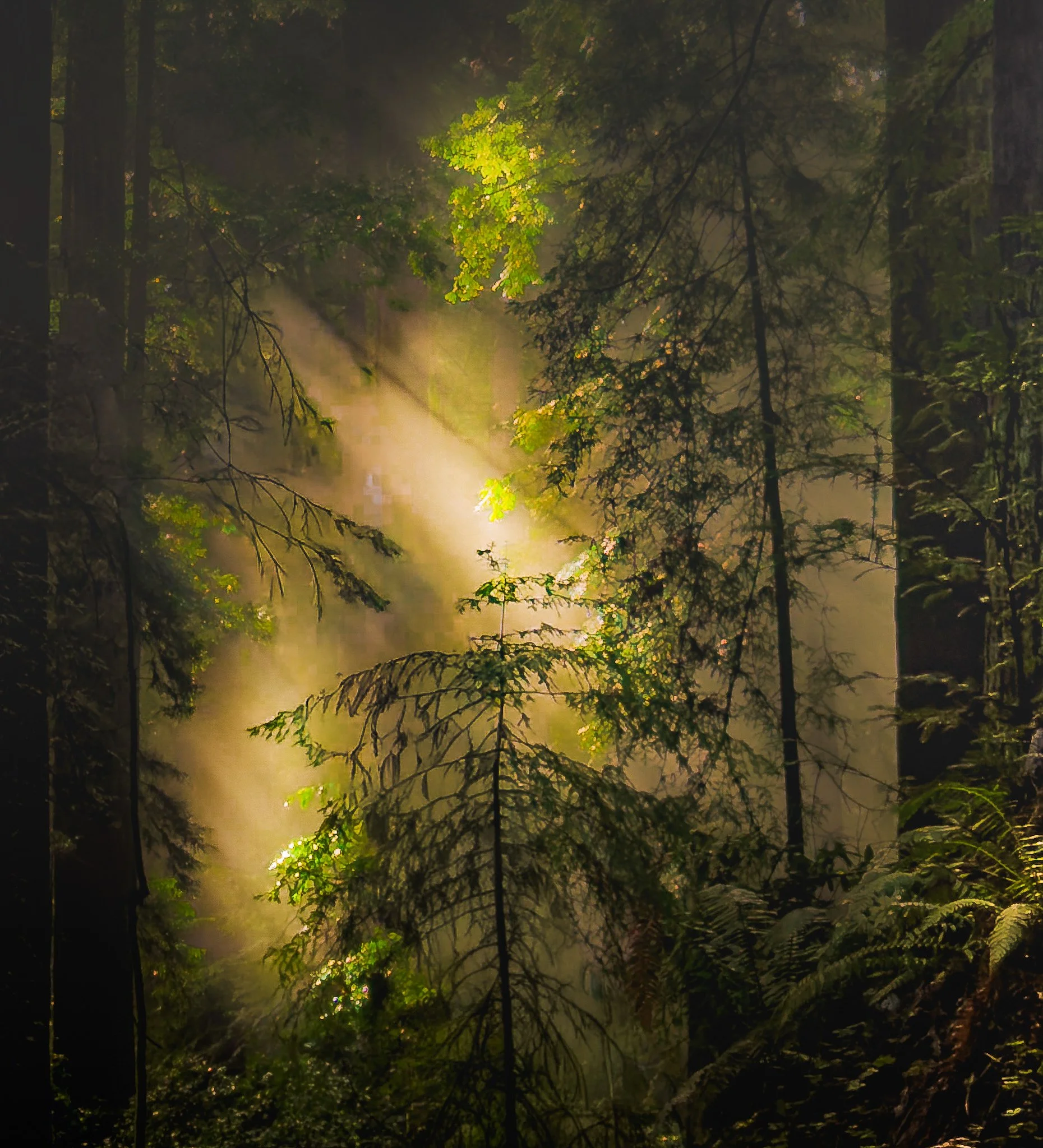 Redwoods iV