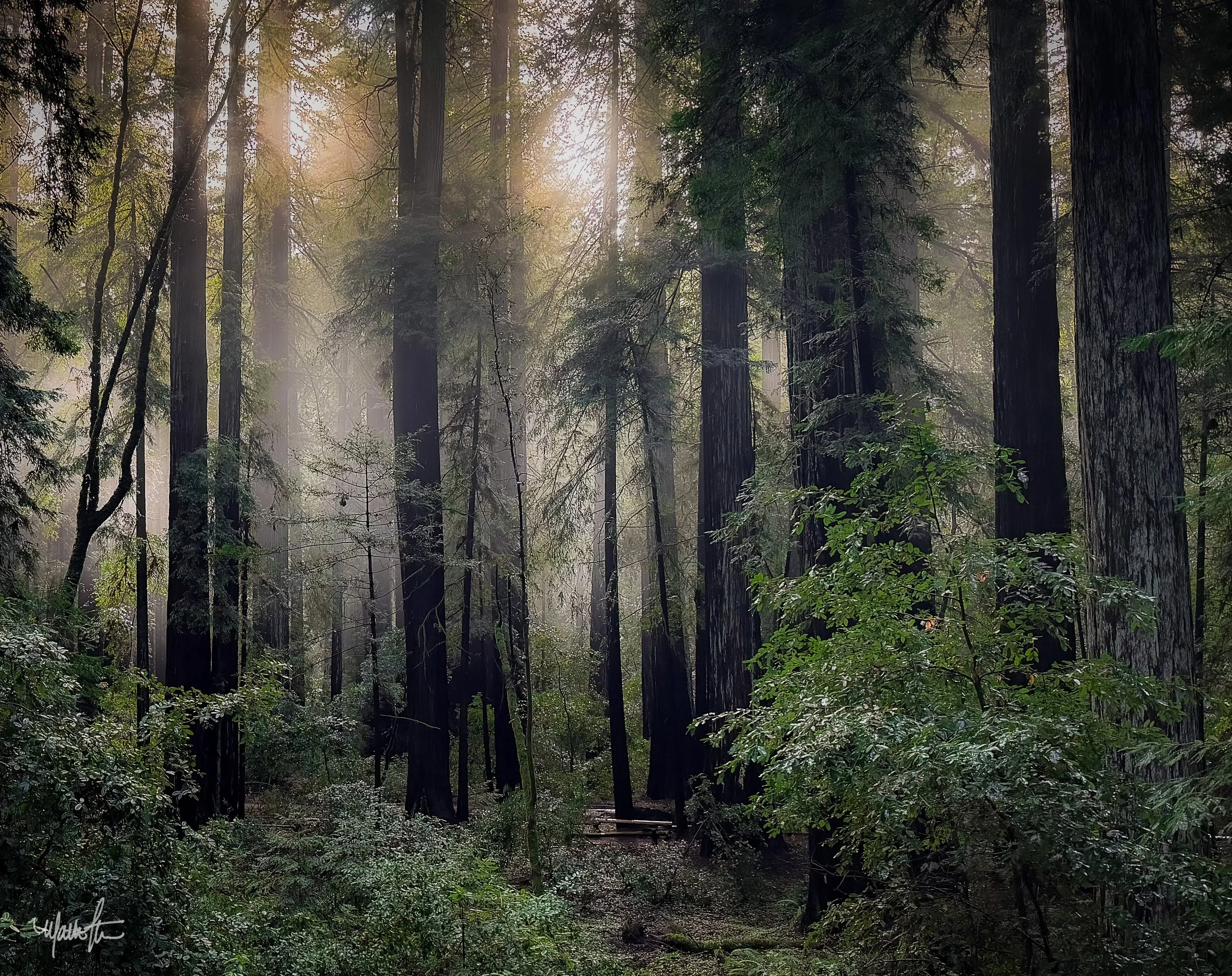 Redwood Mist-02