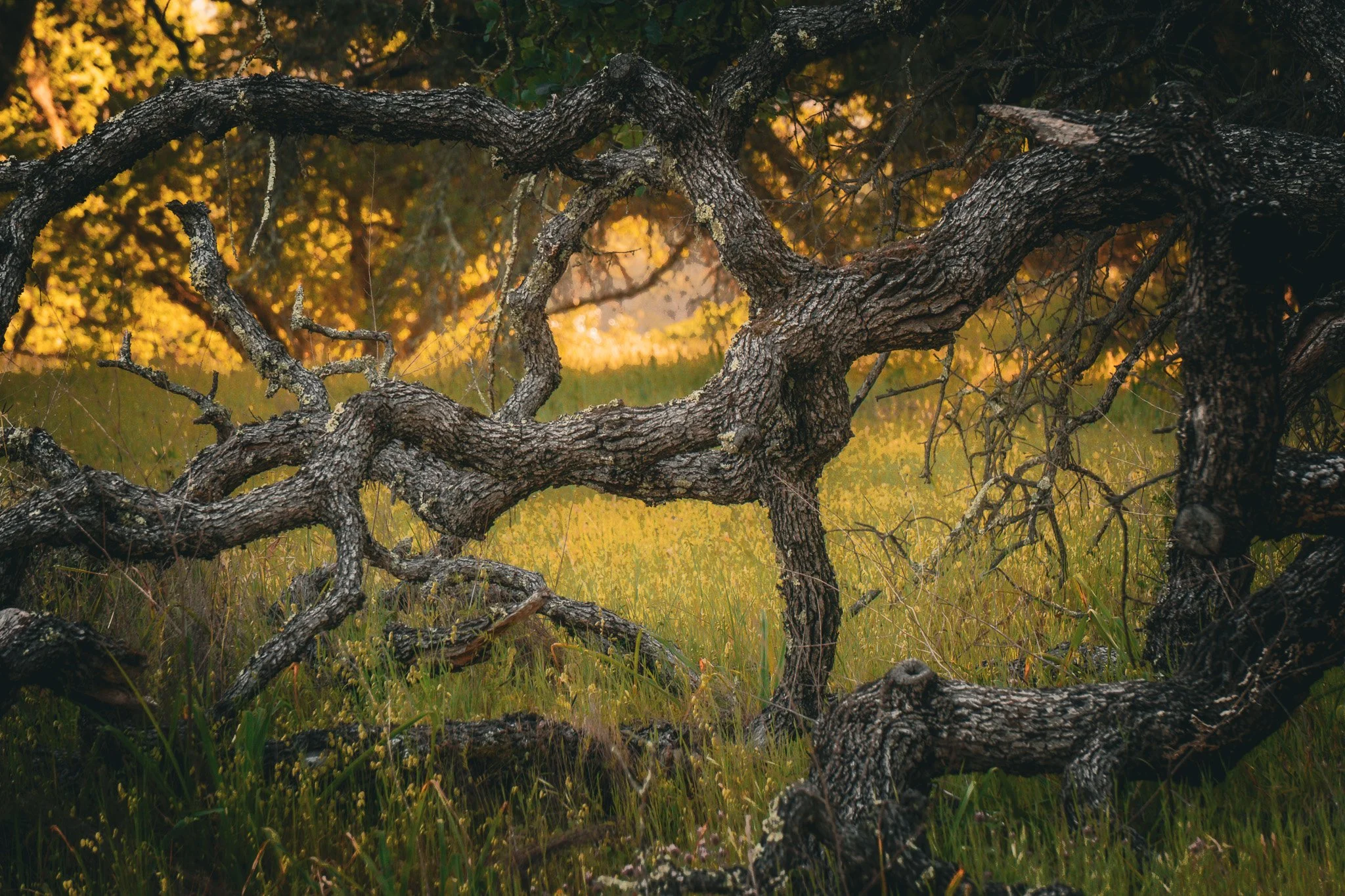 Old Oak I