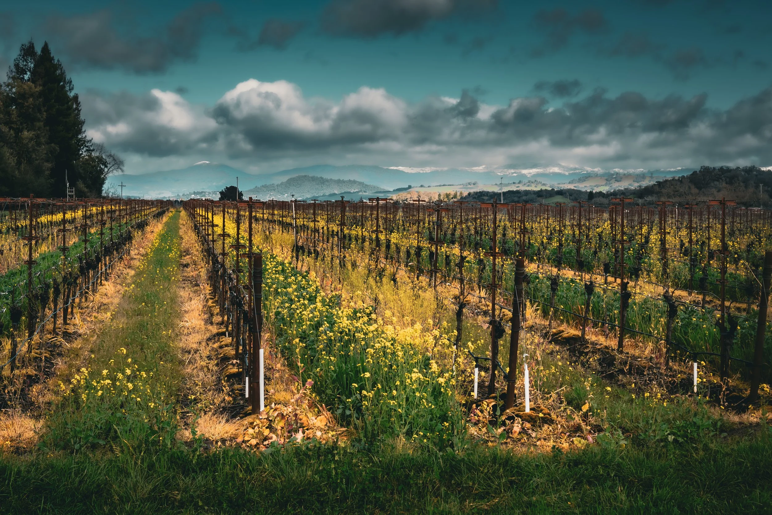 Healdsburg Vineyards-02