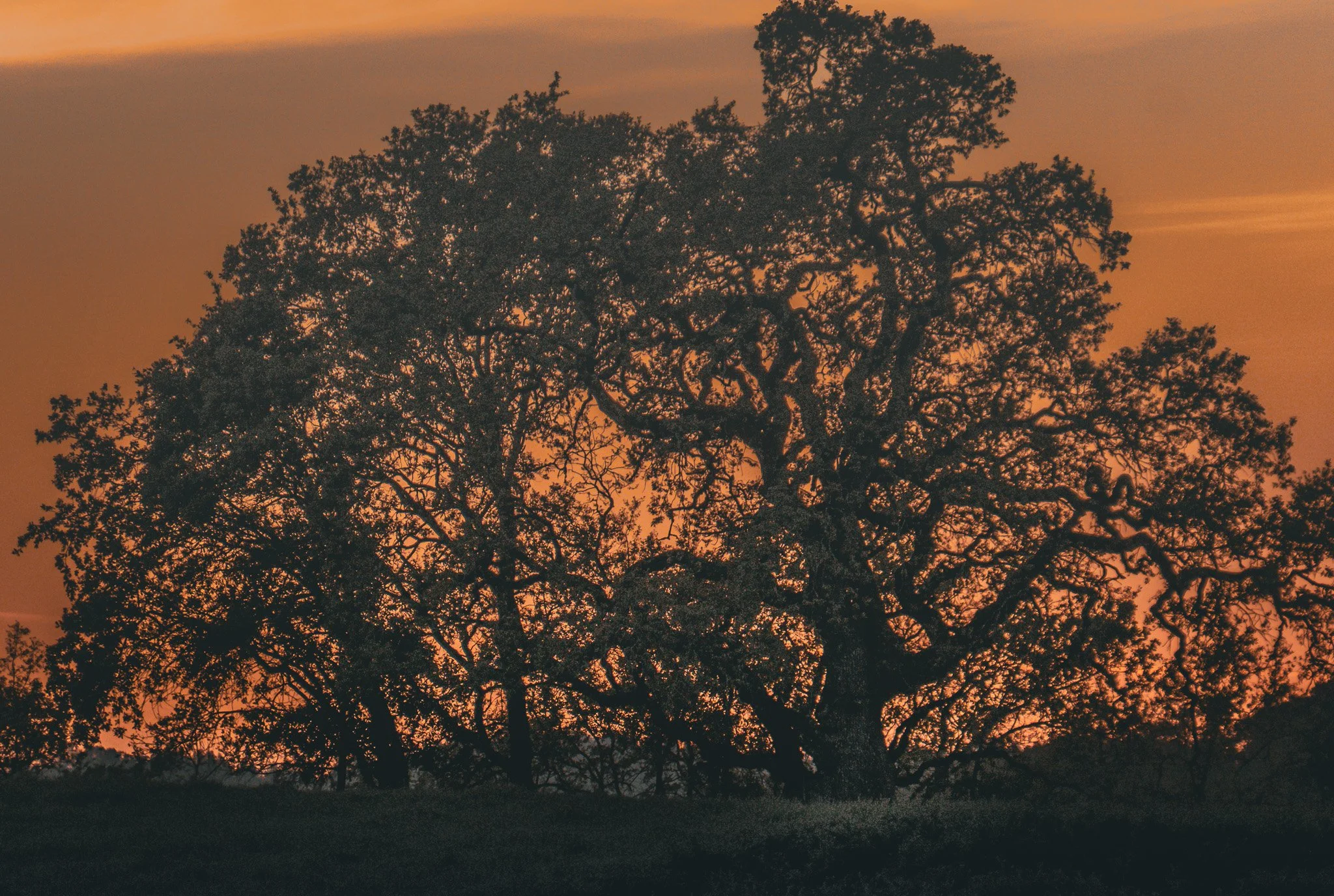 Old Oak Sunset 