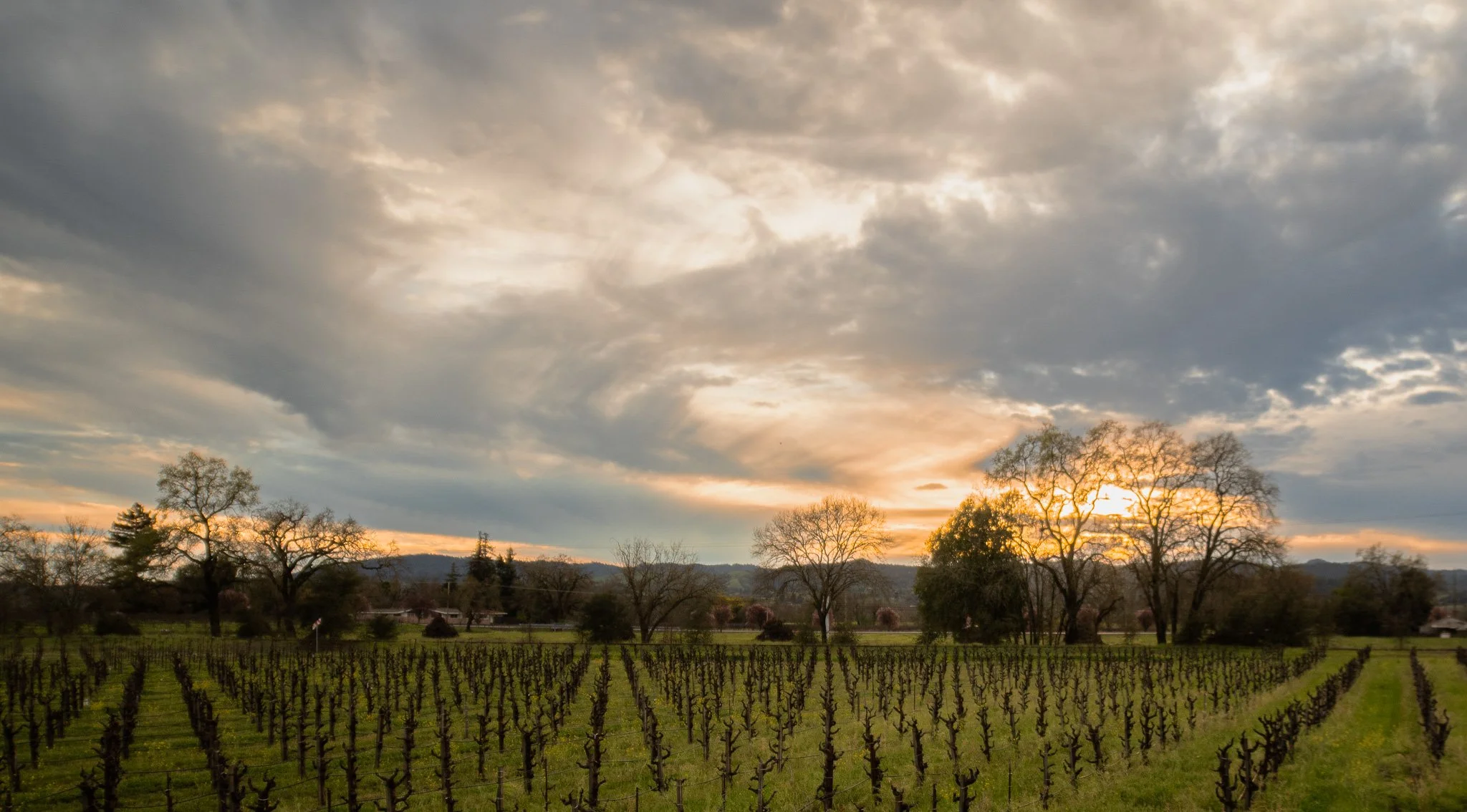 Healdsburg Vineyards-03