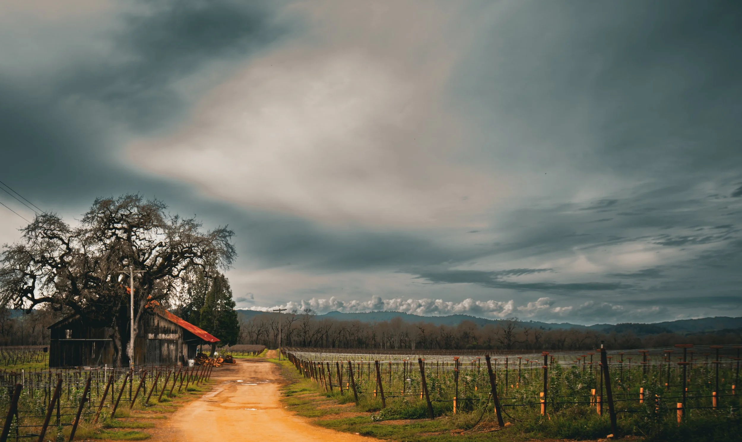 A dirt path leading to an old wooden barn beside a large leafless tree in a rural vineyard under a cloudy sky.